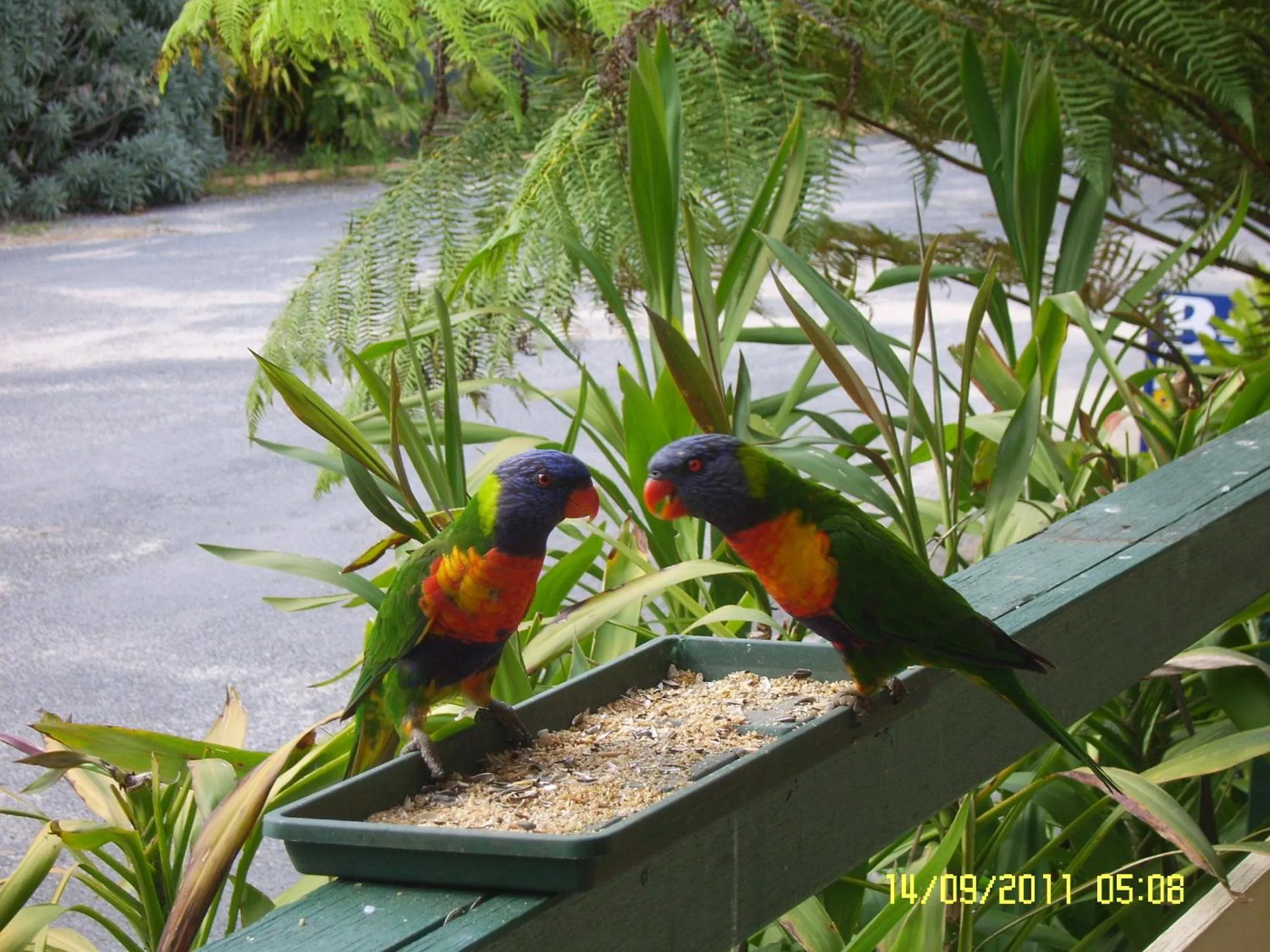 Animals in Mallacoota's Shady Gully Caravan Park