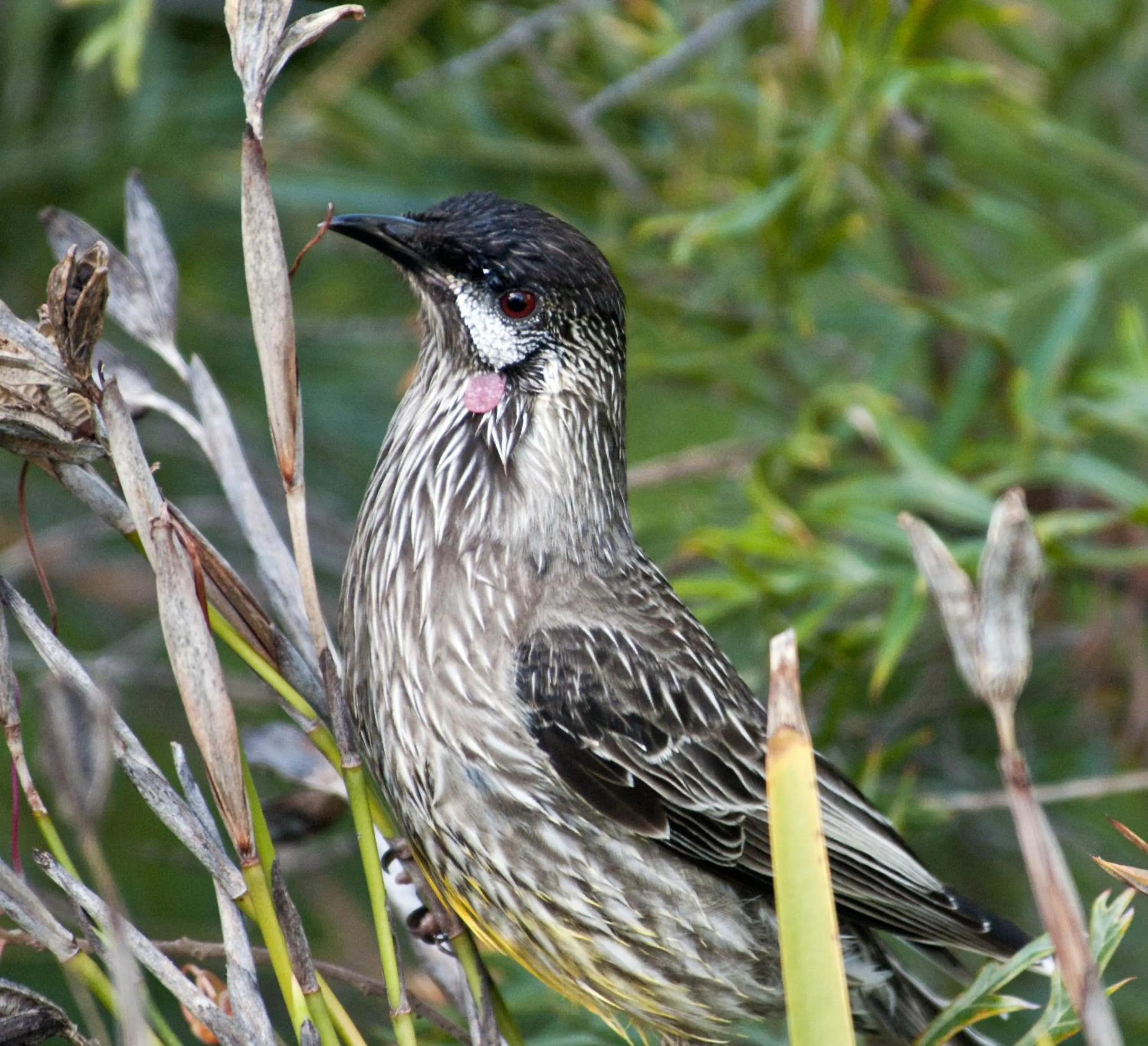 Animals in Mallacoota's Shady Gully Caravan Park