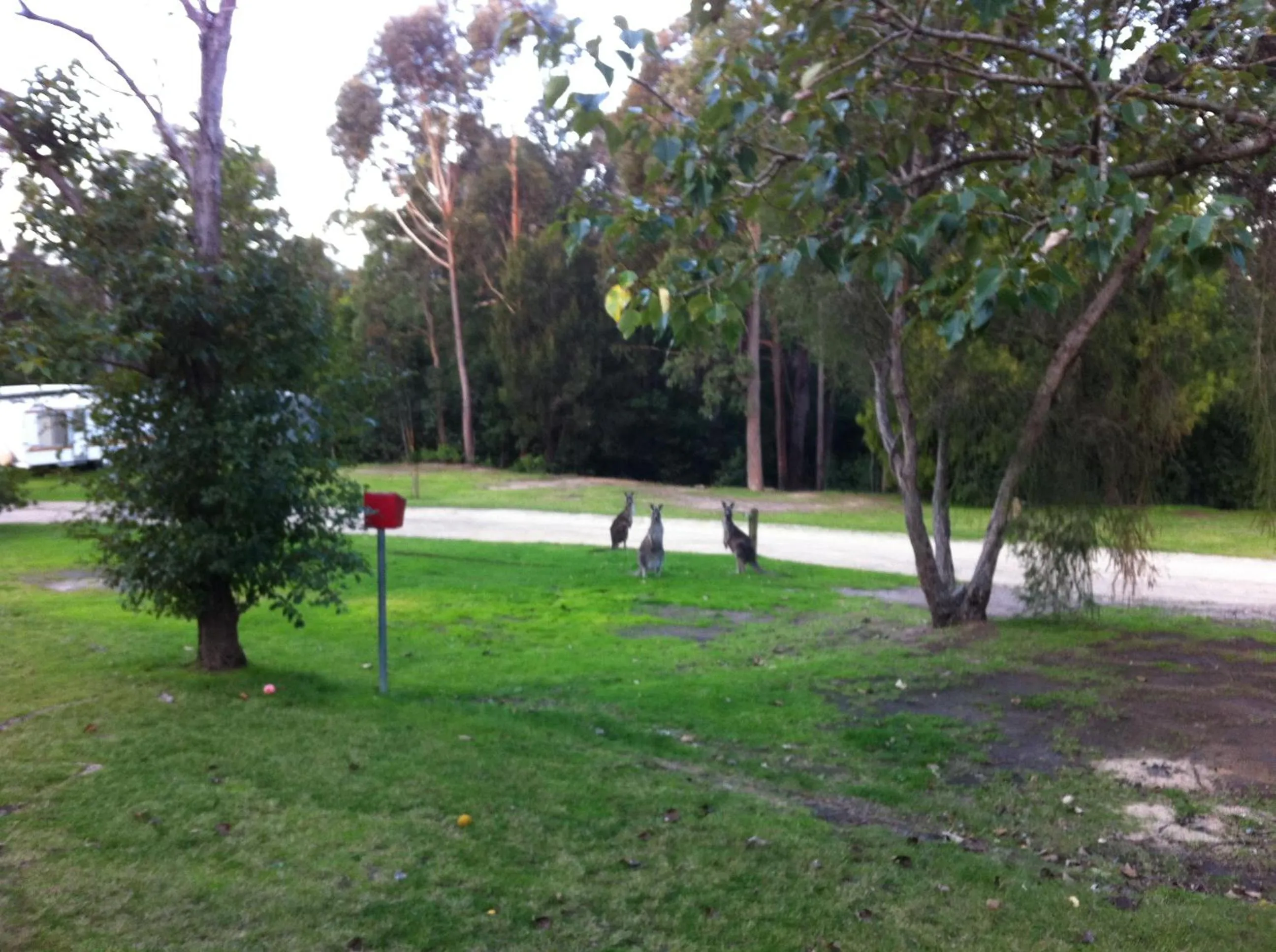 Day in Mallacoota's Shady Gully Caravan Park