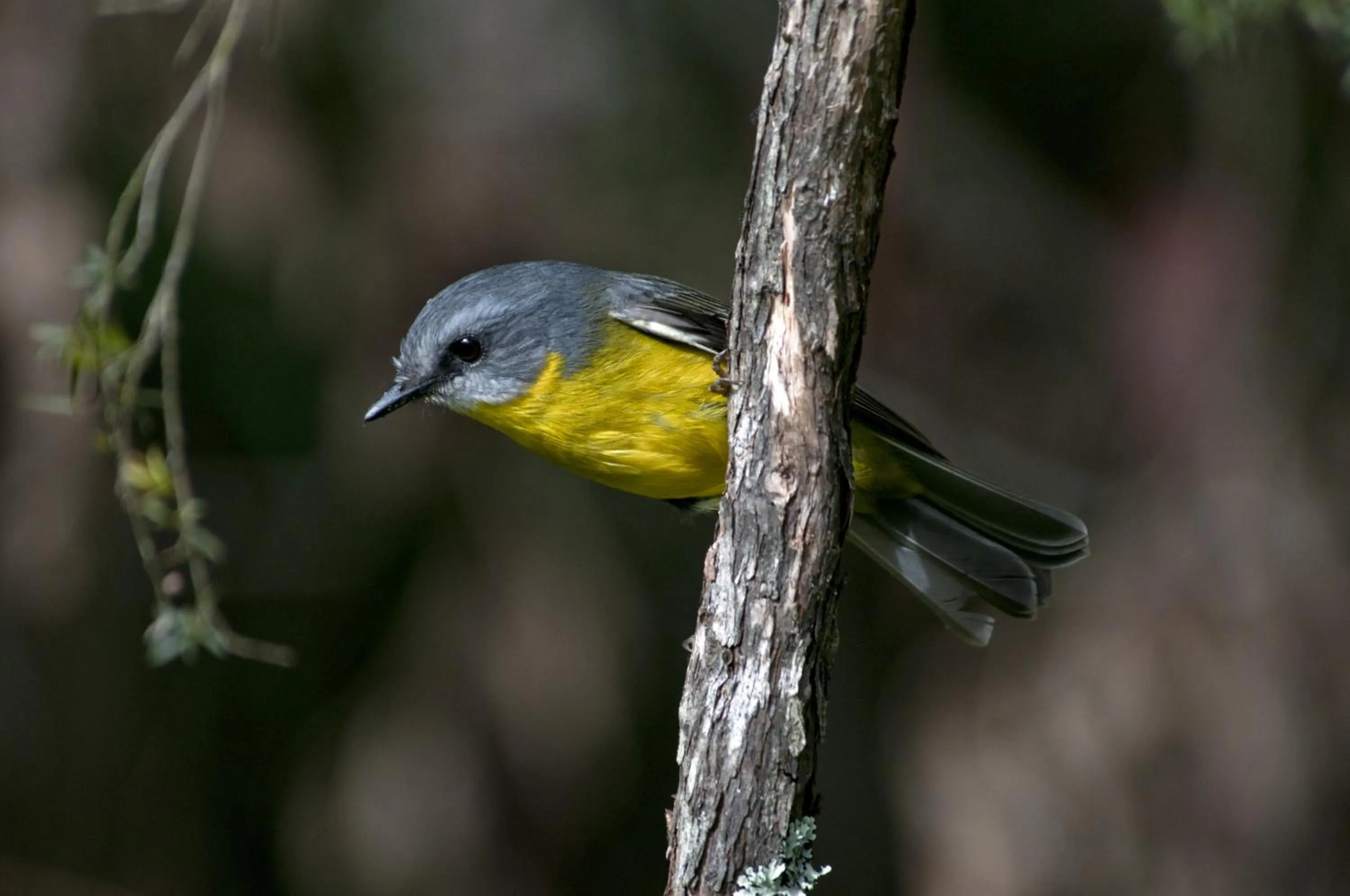 Animals in Mallacoota's Shady Gully Caravan Park
