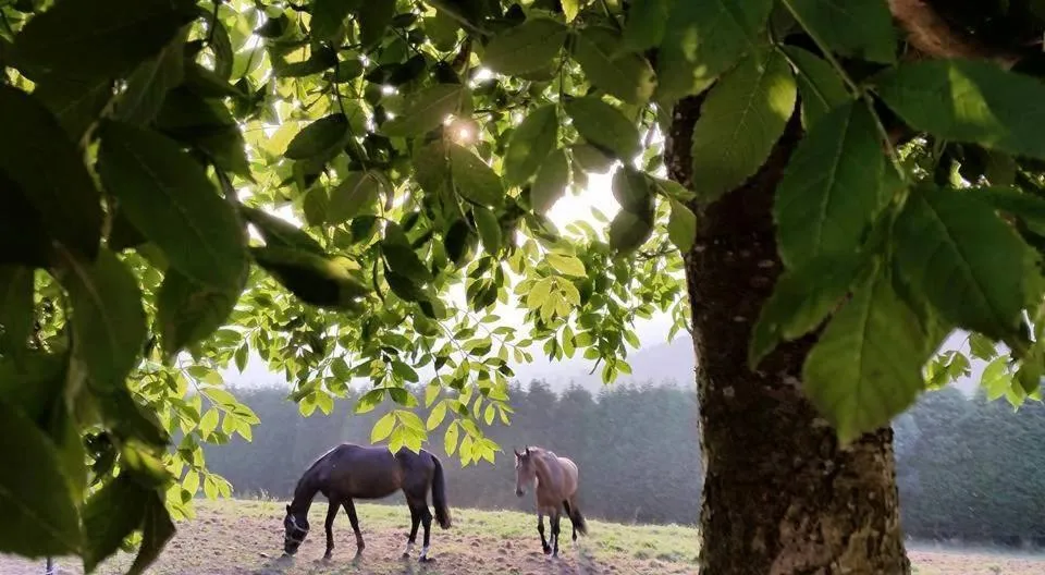 Off site in Hotel Rural Yeguada Albeitar