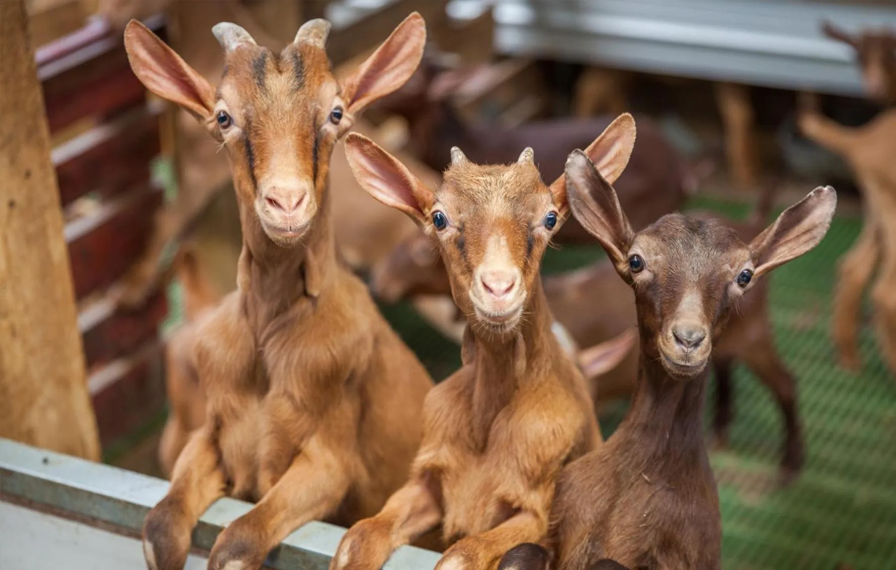 Property building in Hotel Rural Yeguada Albeitar