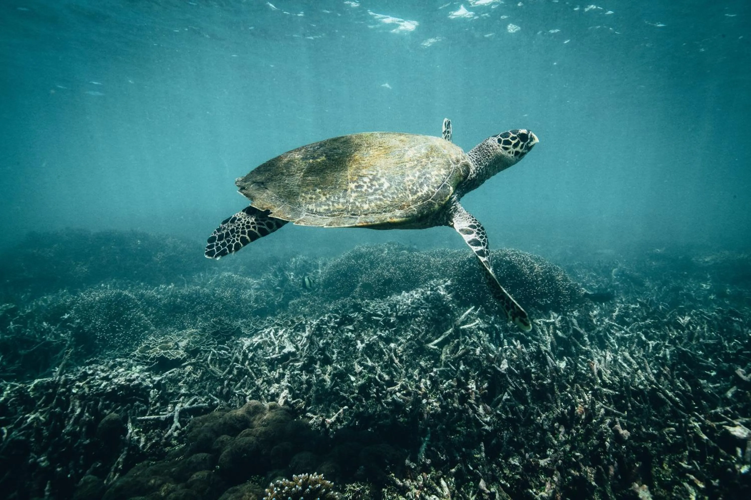 Off site in Amber House Lanka