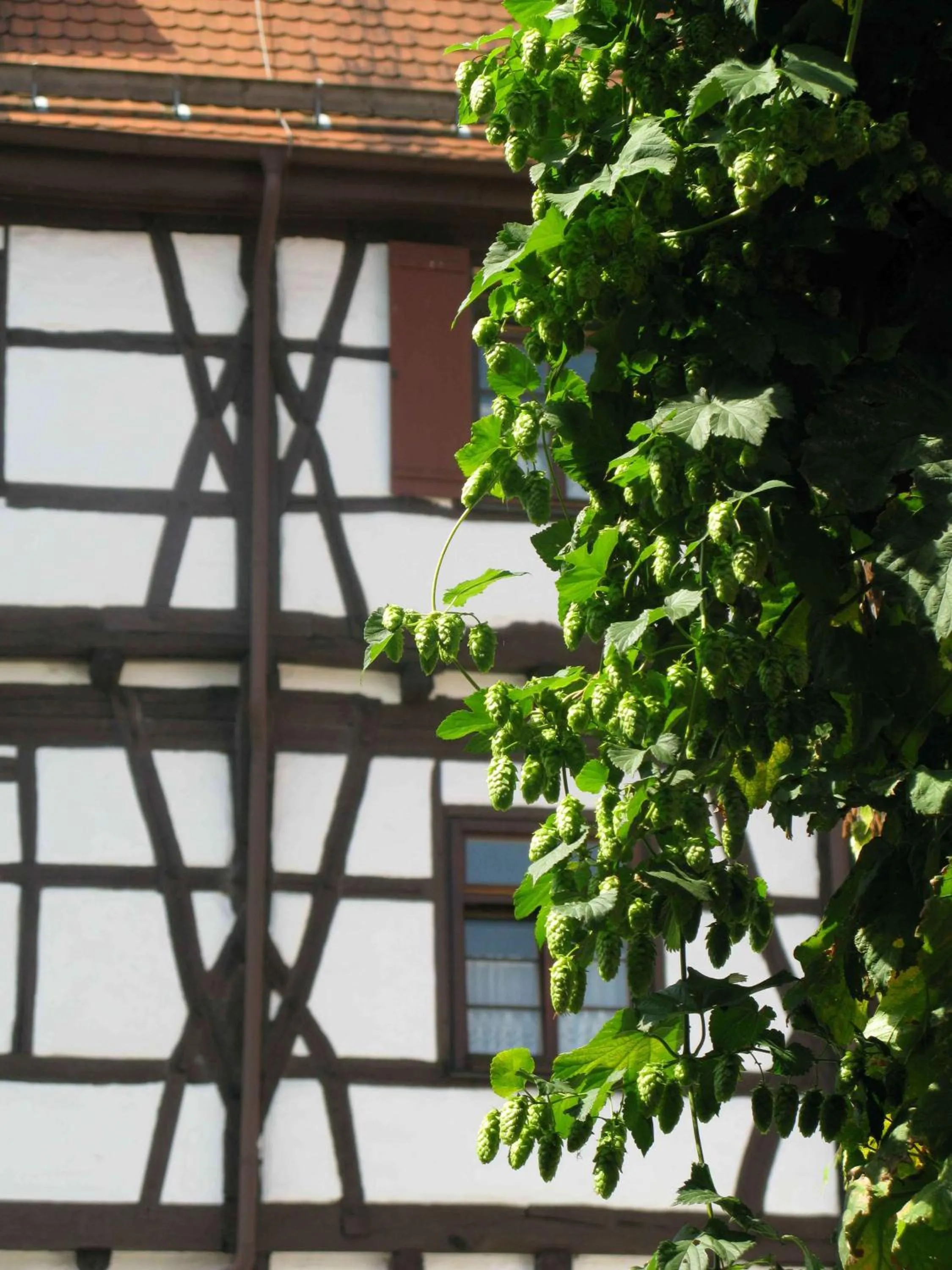 Property building in Best Western Plus BierKulturHotel Schwanen