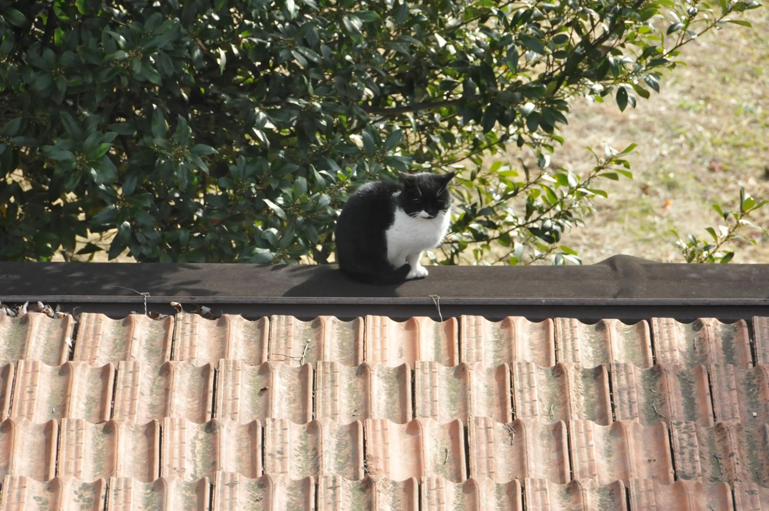 Pets in Agriturismo Marco