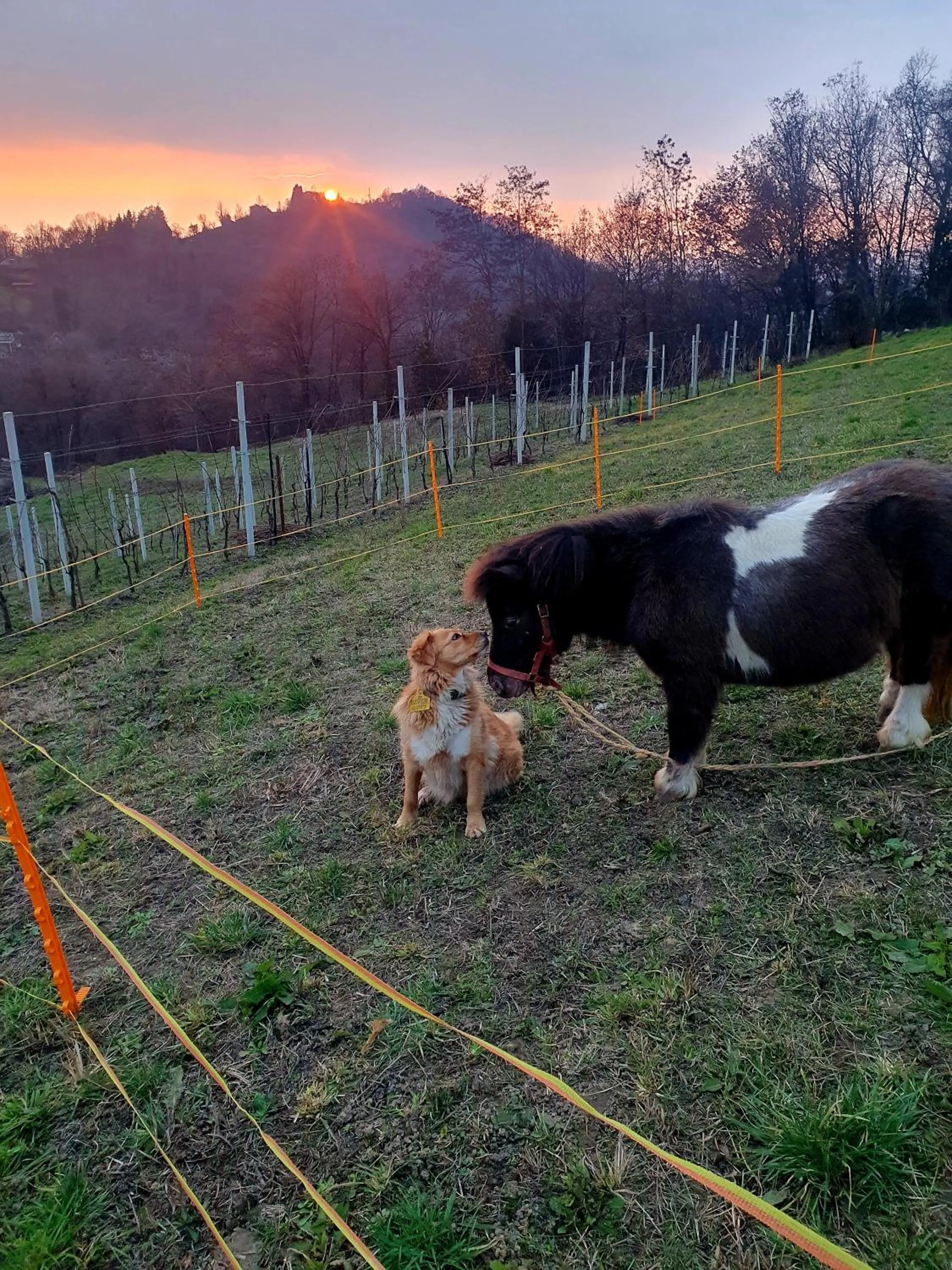 Animals in Agriturismo Marco