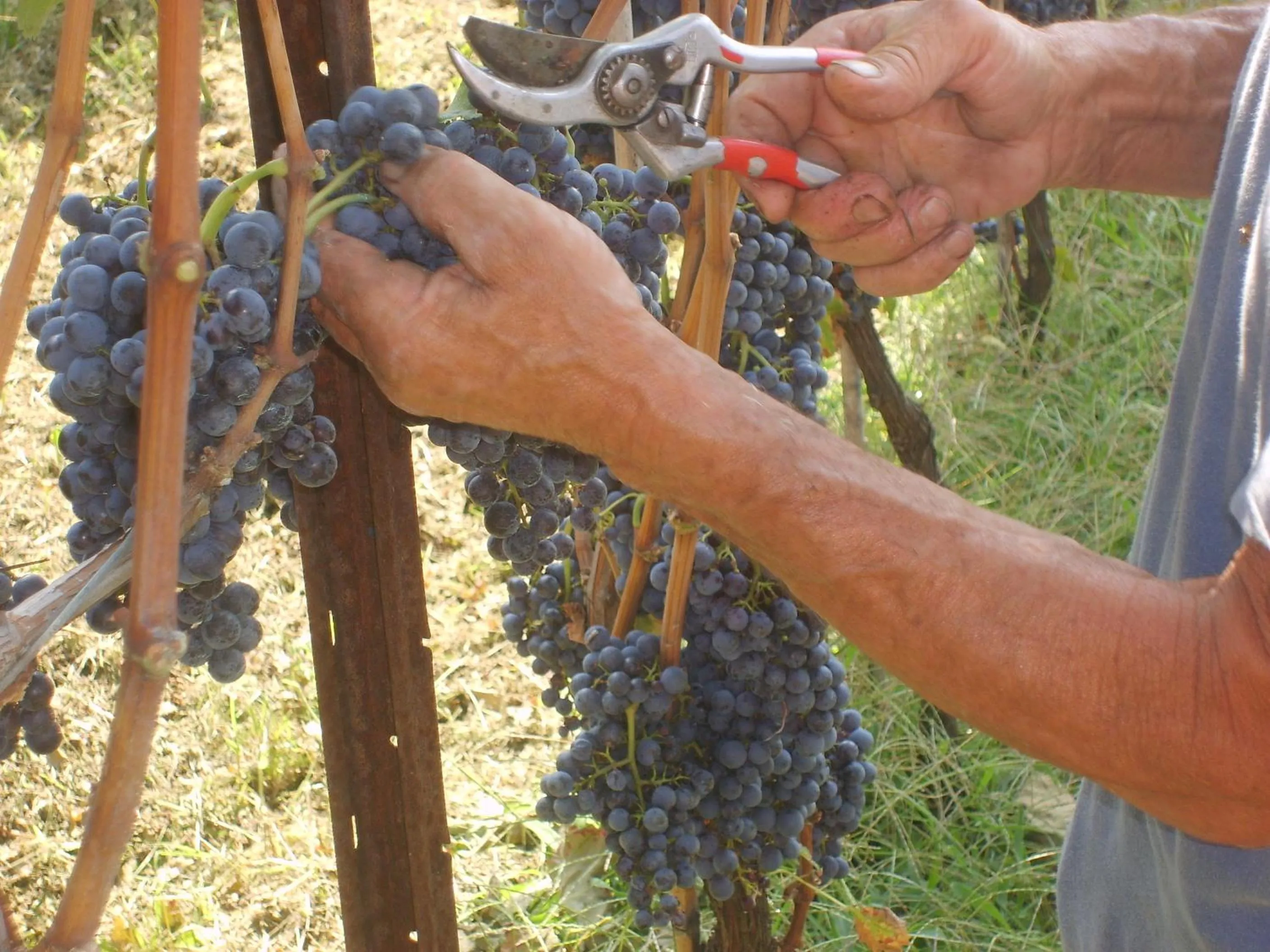 Day in Agriturismo Marco