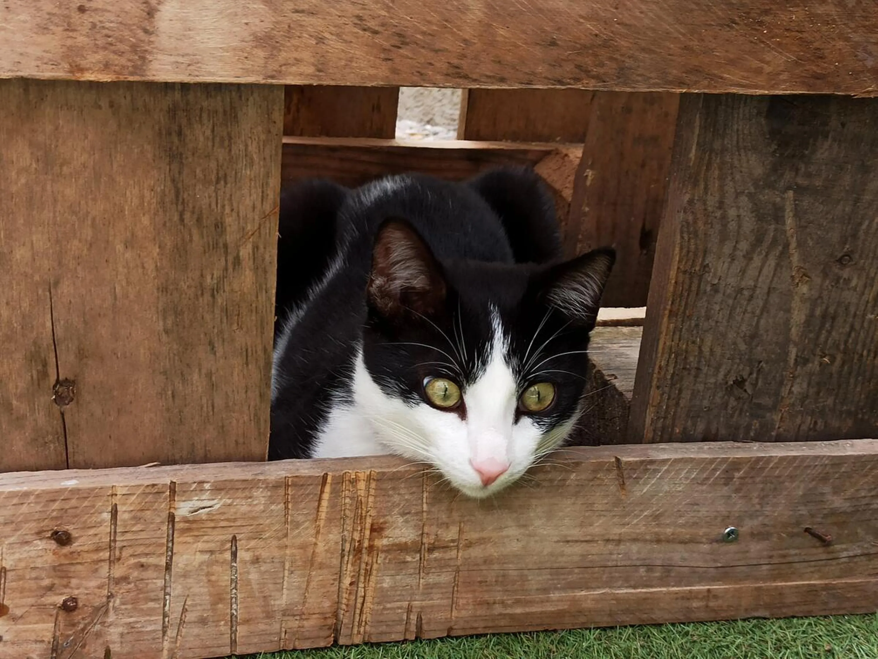 Pets in Can Cocollona