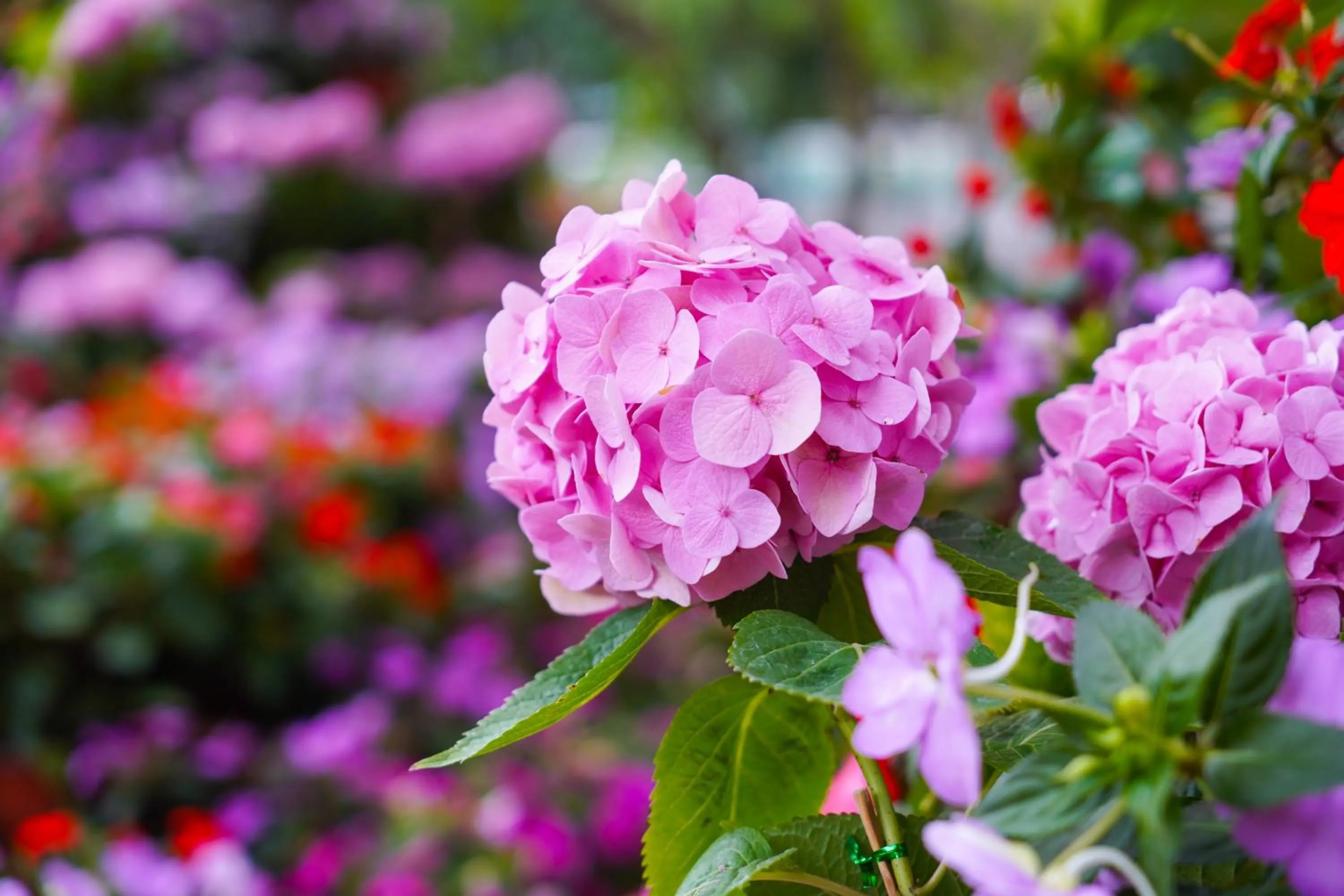 Garden in Shangri-La Xian