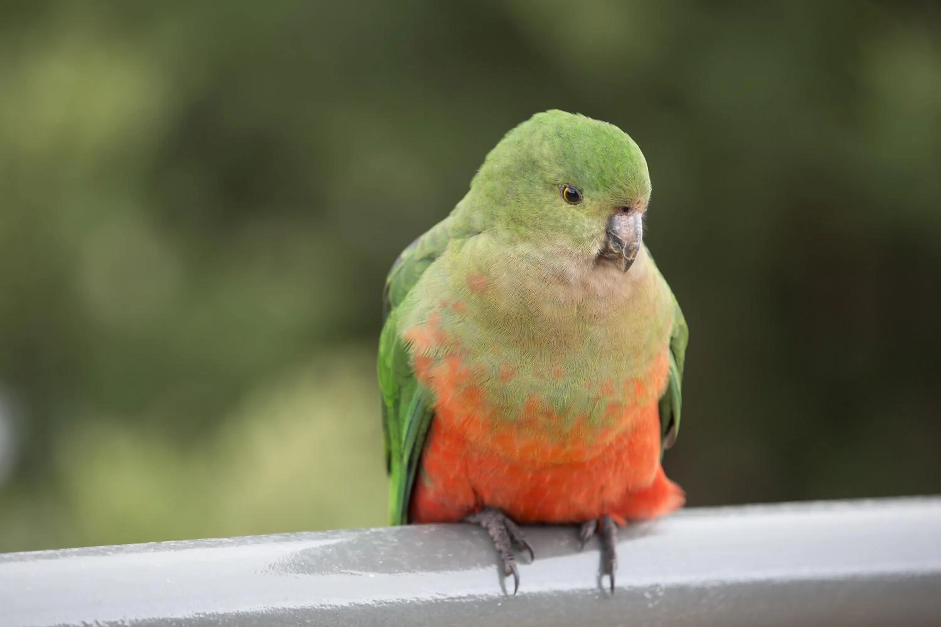 Animals in The Sebel Pinnacle Valley