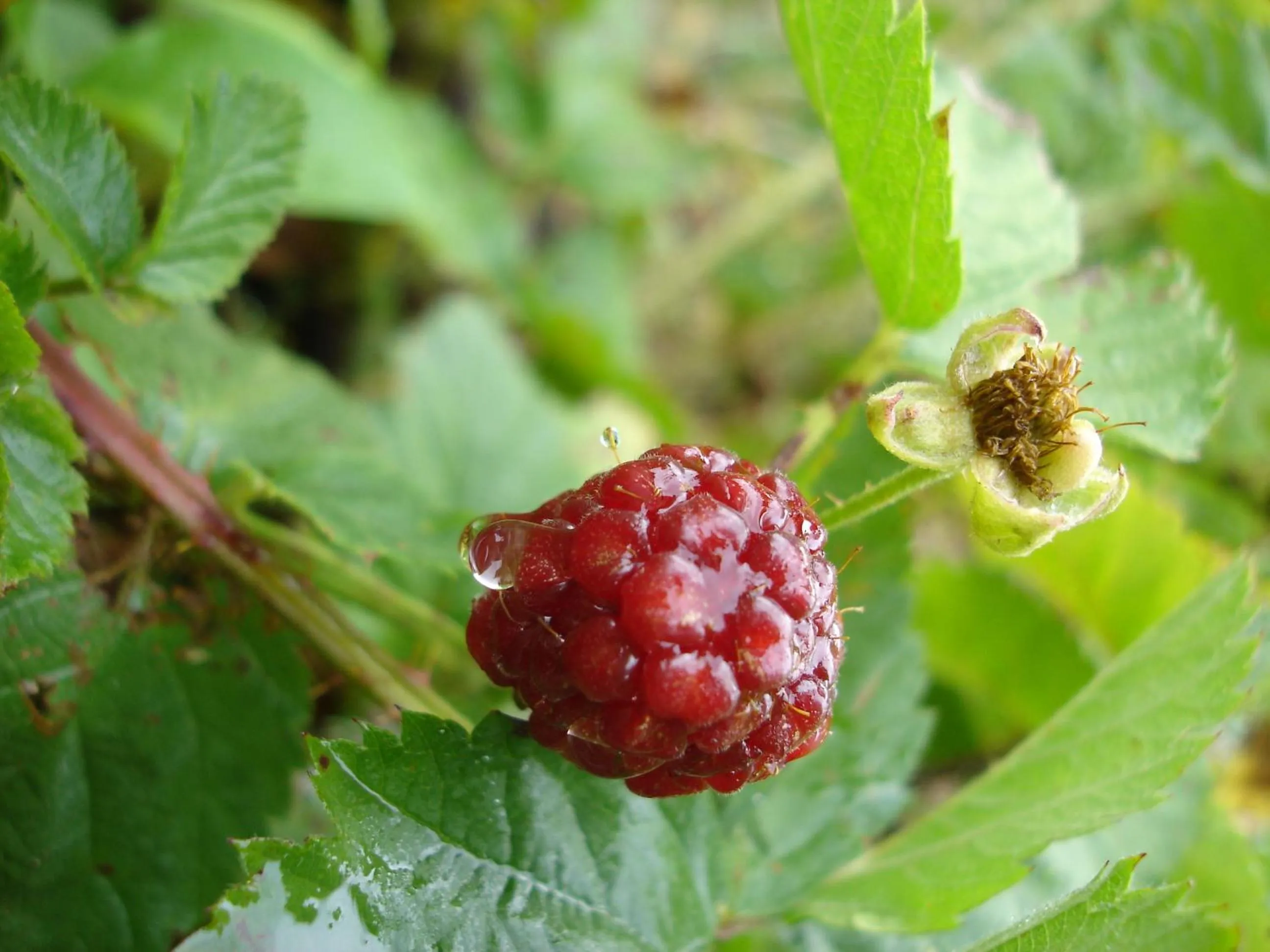Garden in De Doornkraal Vinotel