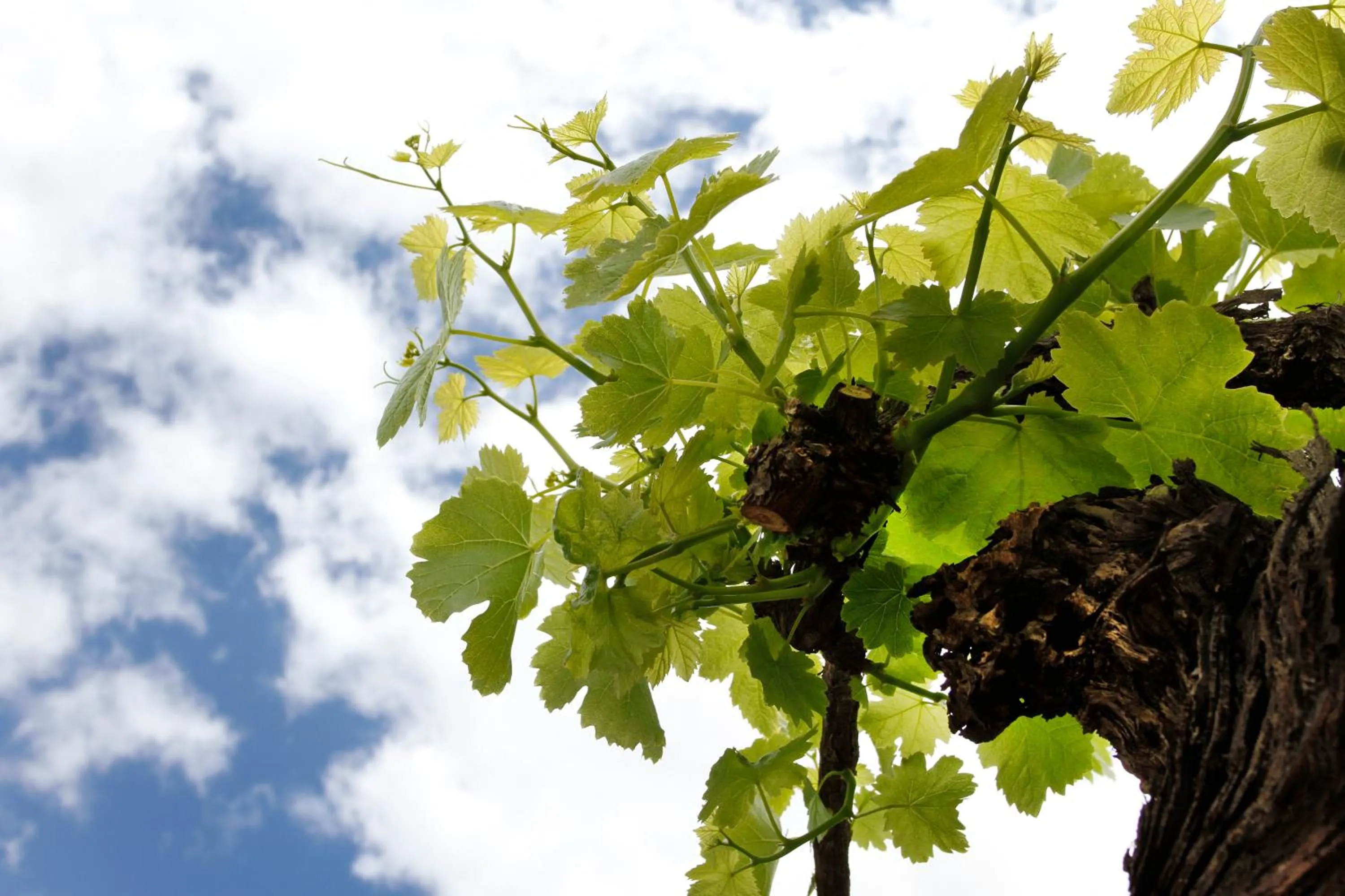 Spring in De Doornkraal Vinotel