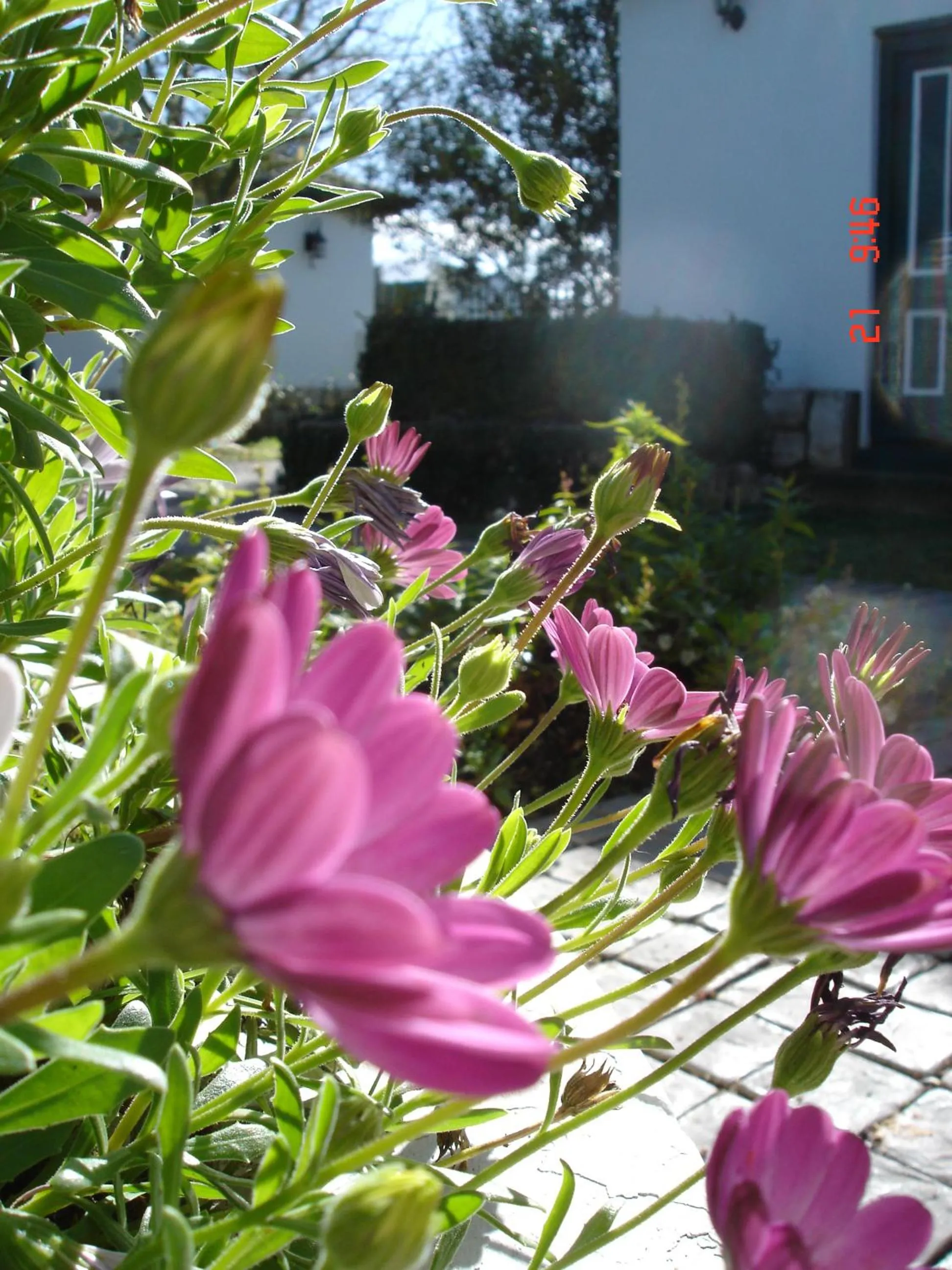 Garden in De Doornkraal Vinotel