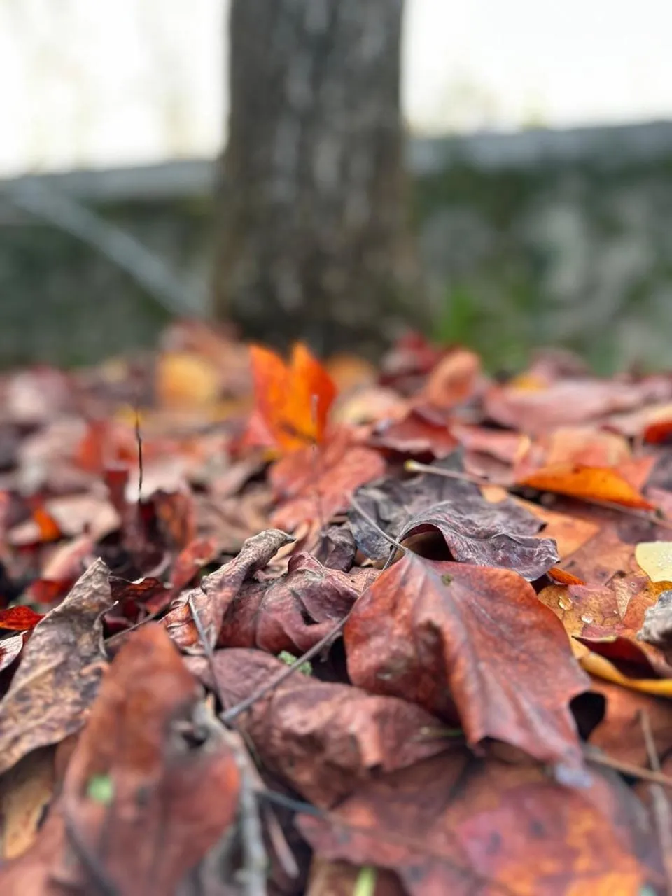 Garden in B&B Villa Gradenigo
