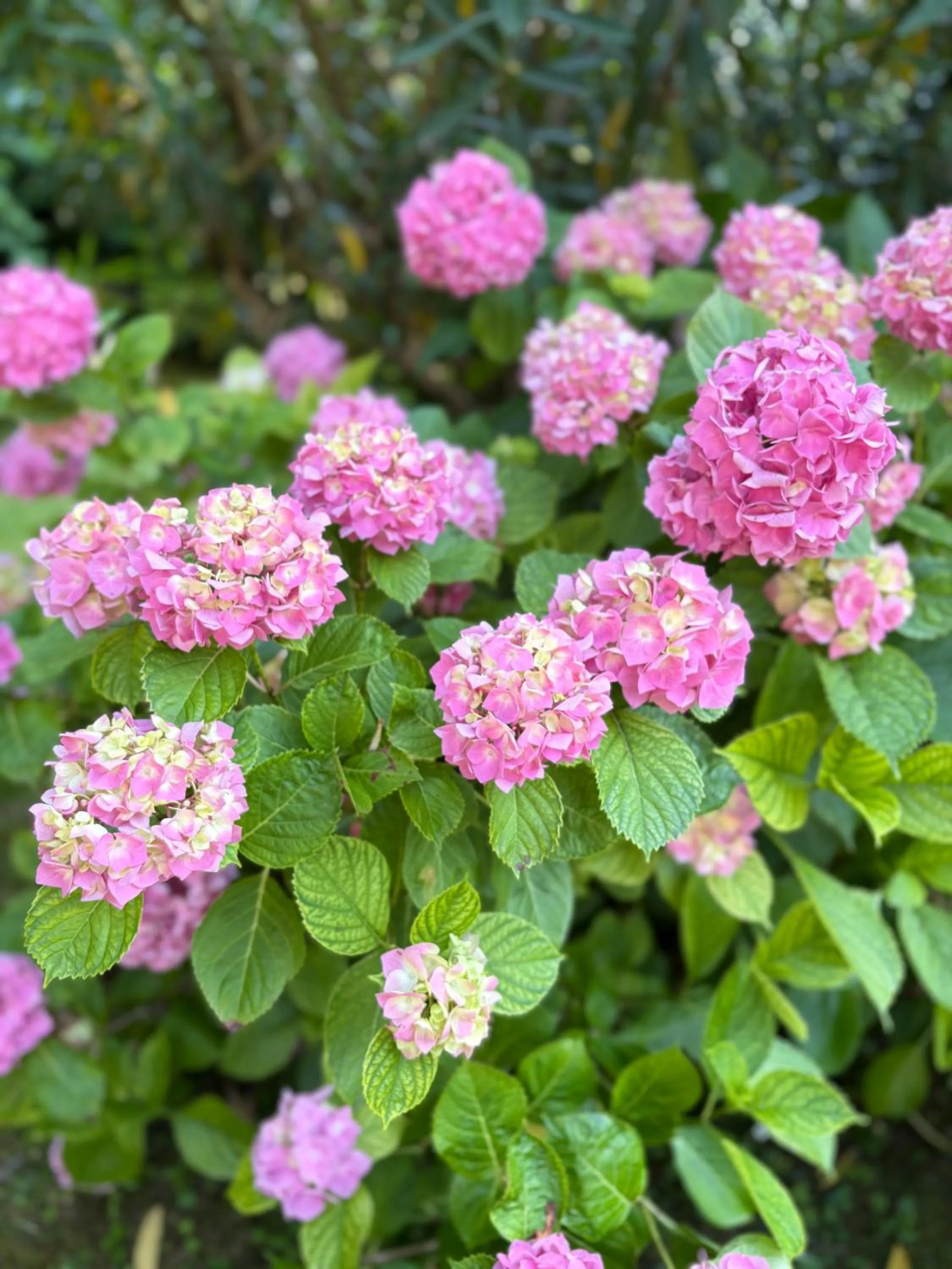 Garden in B&B Villa Gradenigo