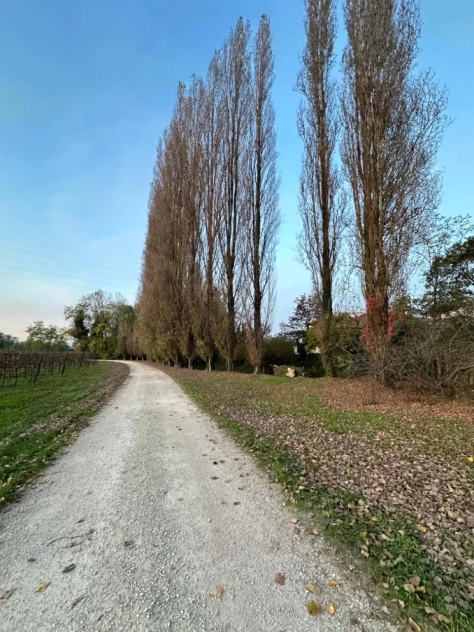 Natural landscape in B&B Villa Gradenigo