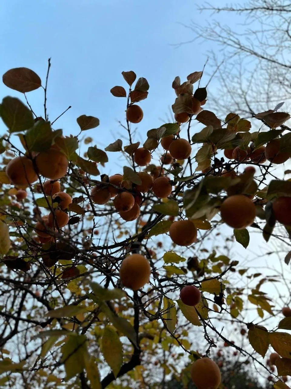 Natural landscape in B&B Villa Gradenigo