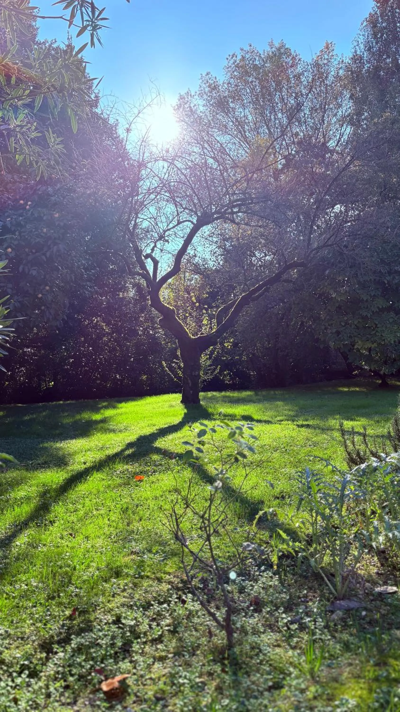Garden in B&B Villa Gradenigo