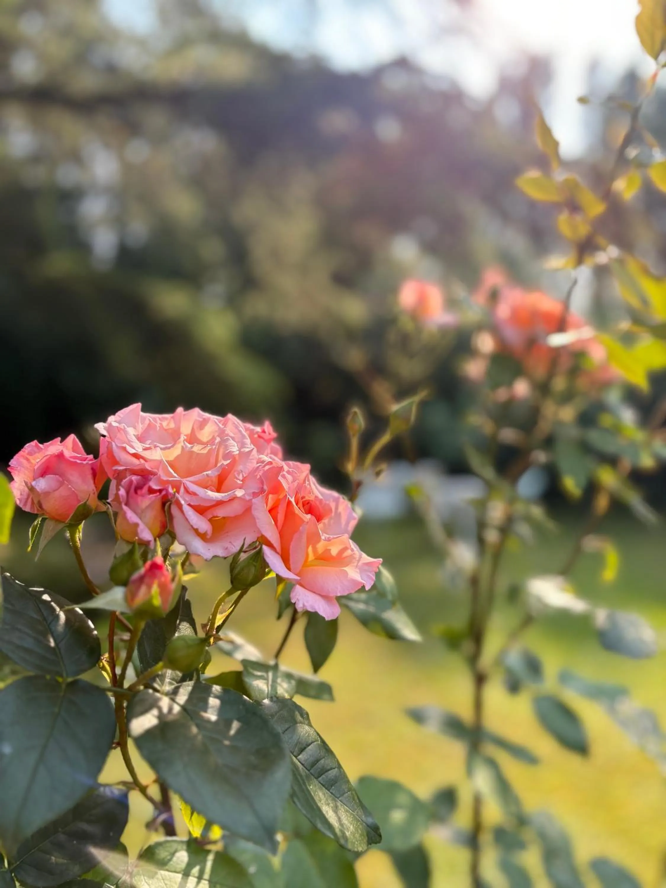 Garden in B&B Villa Gradenigo