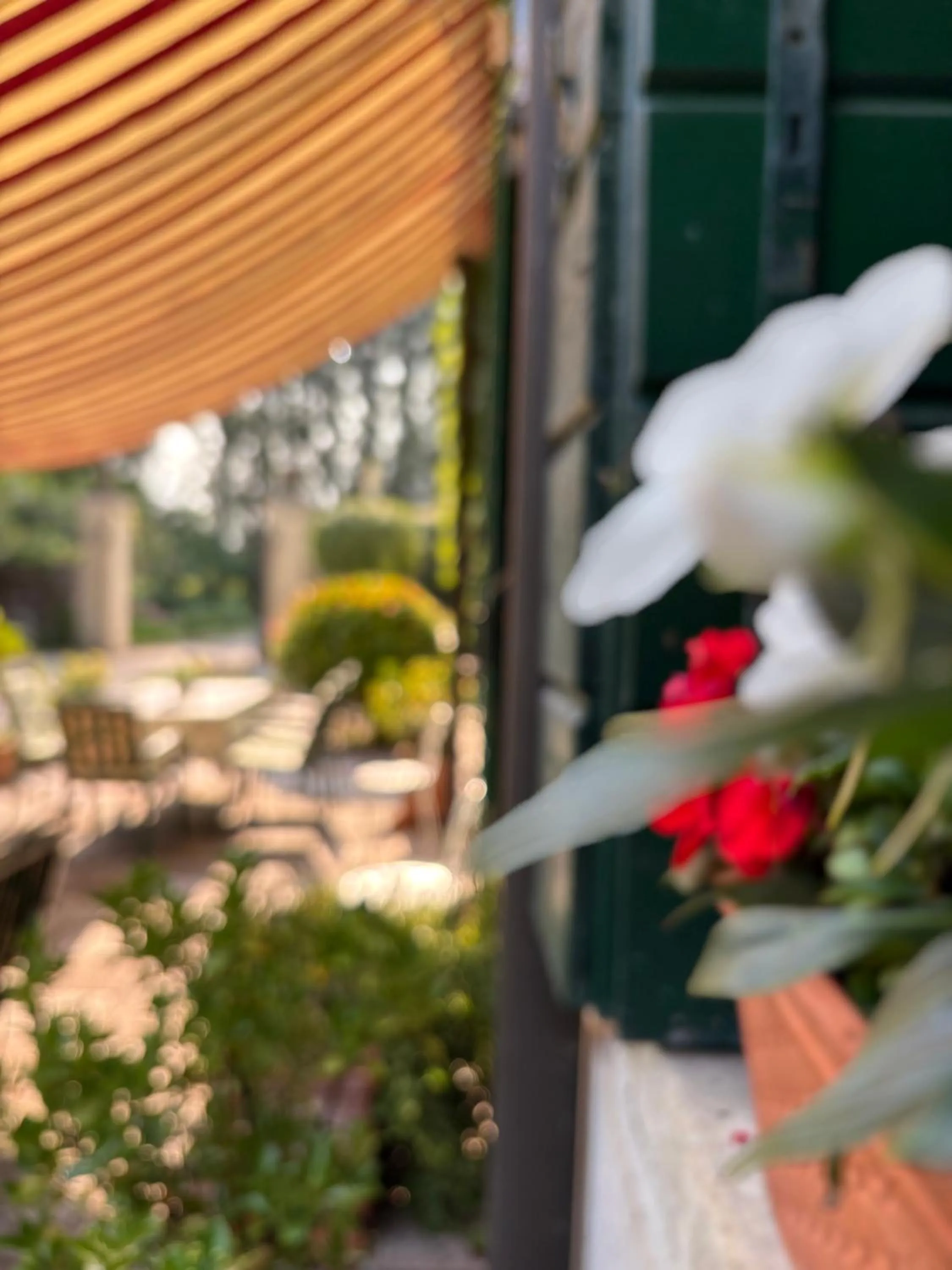 Garden view in B&B Villa Gradenigo