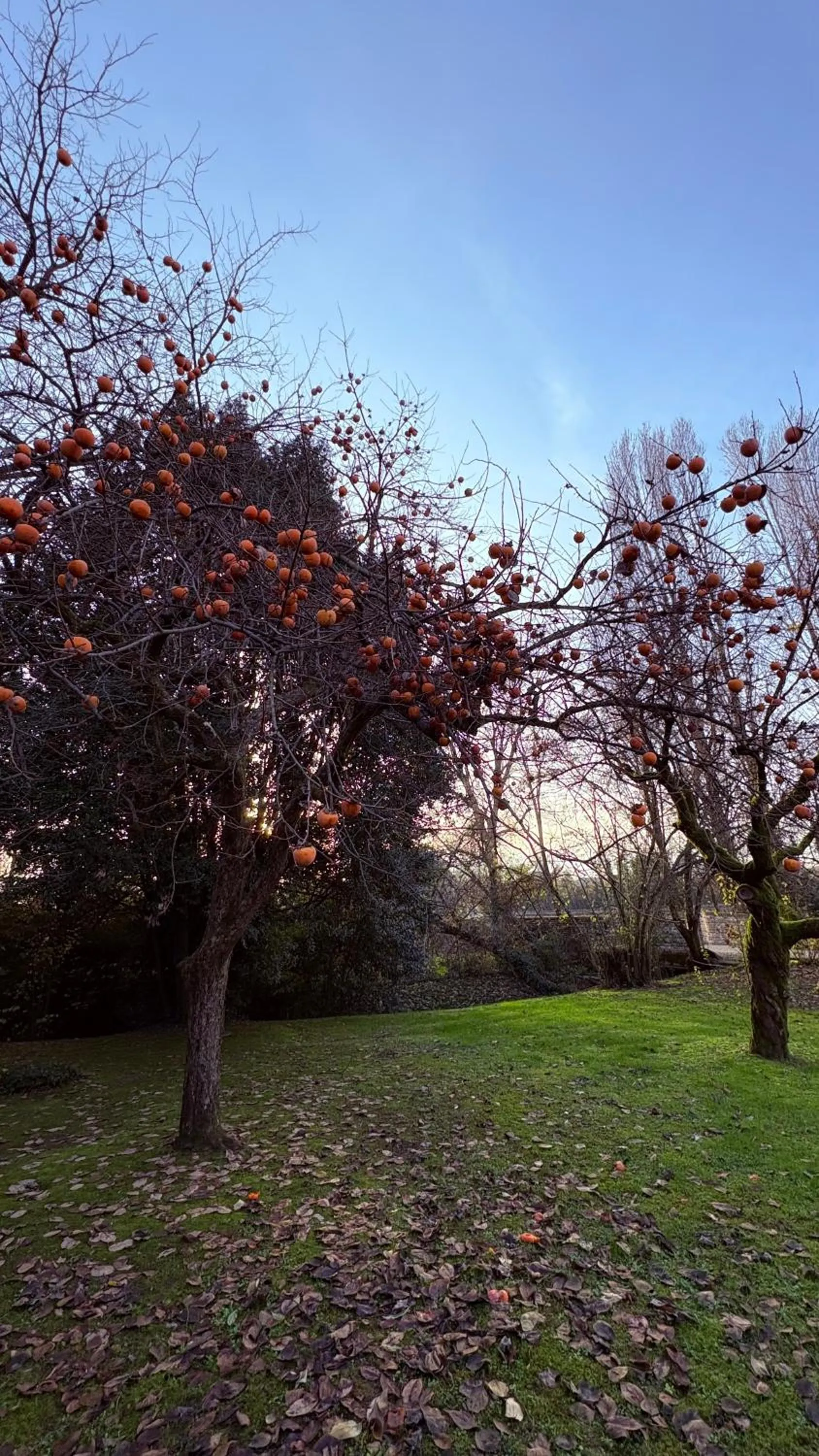 Garden in B&B Villa Gradenigo