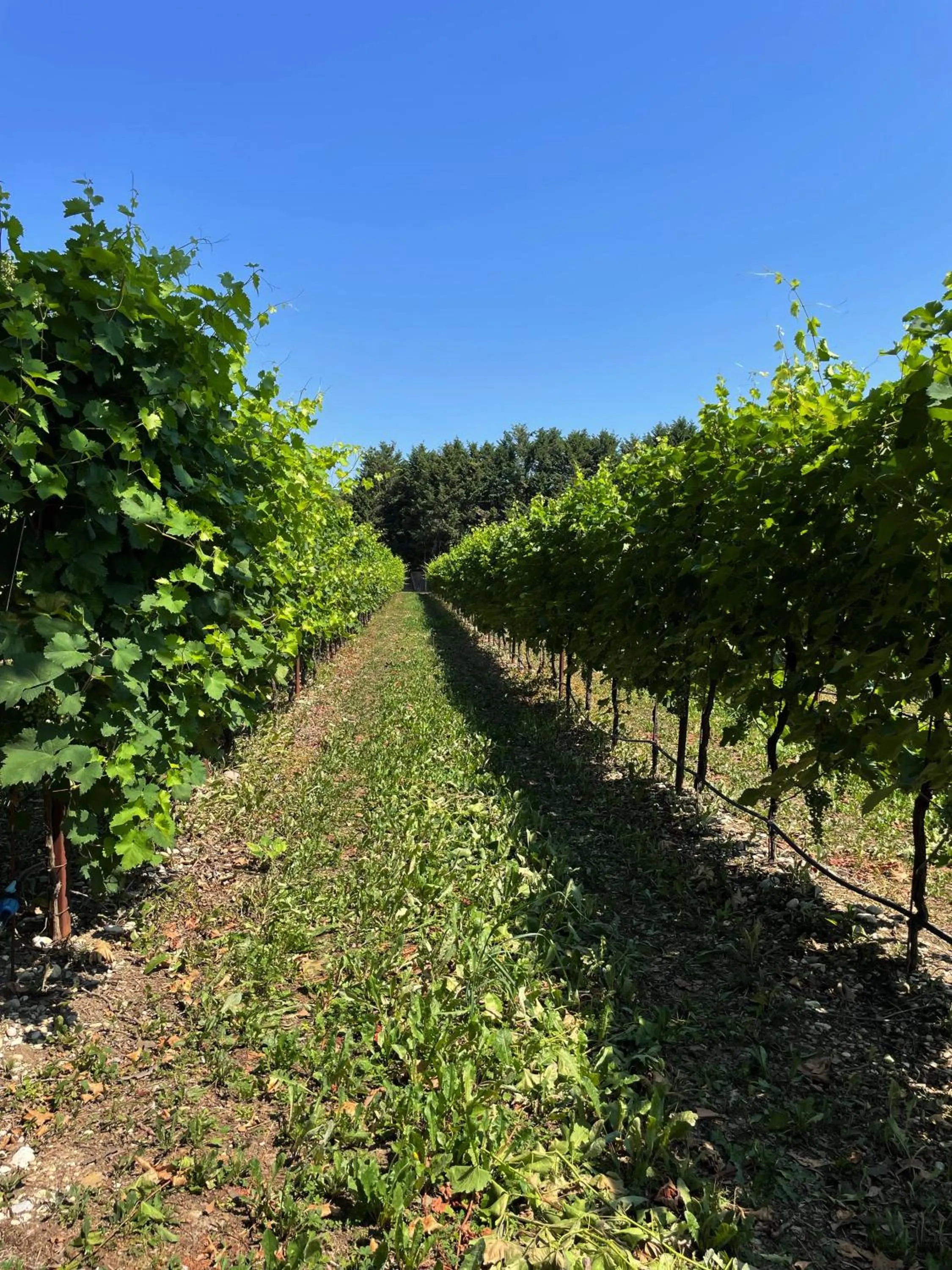 Natural landscape in B&B Villa Gradenigo