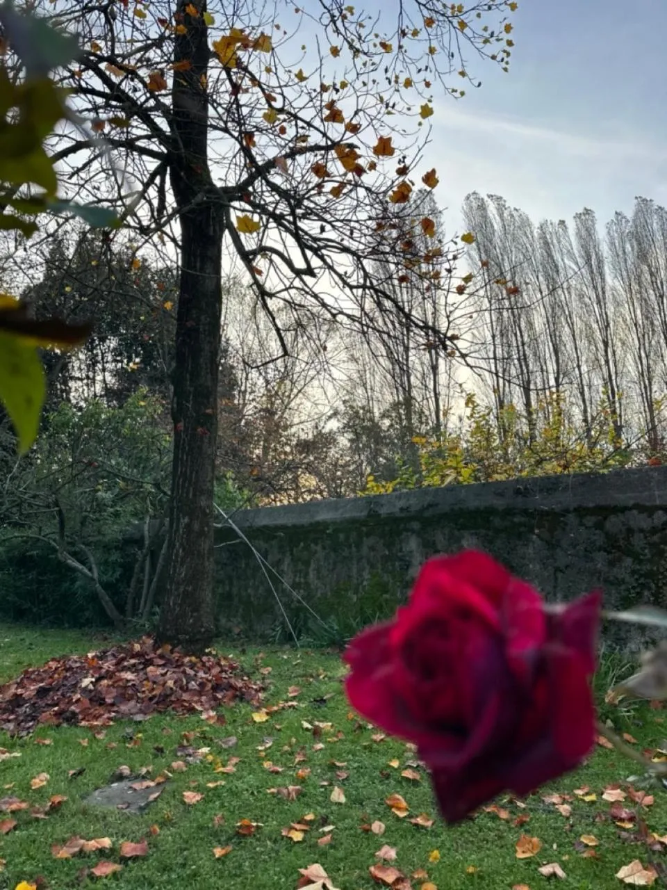 Natural landscape in B&B Villa Gradenigo