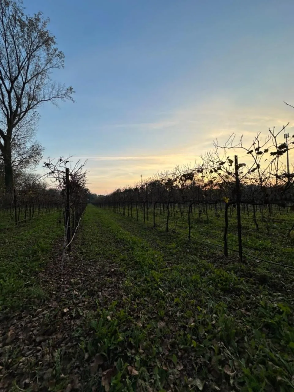 Natural landscape in B&B Villa Gradenigo