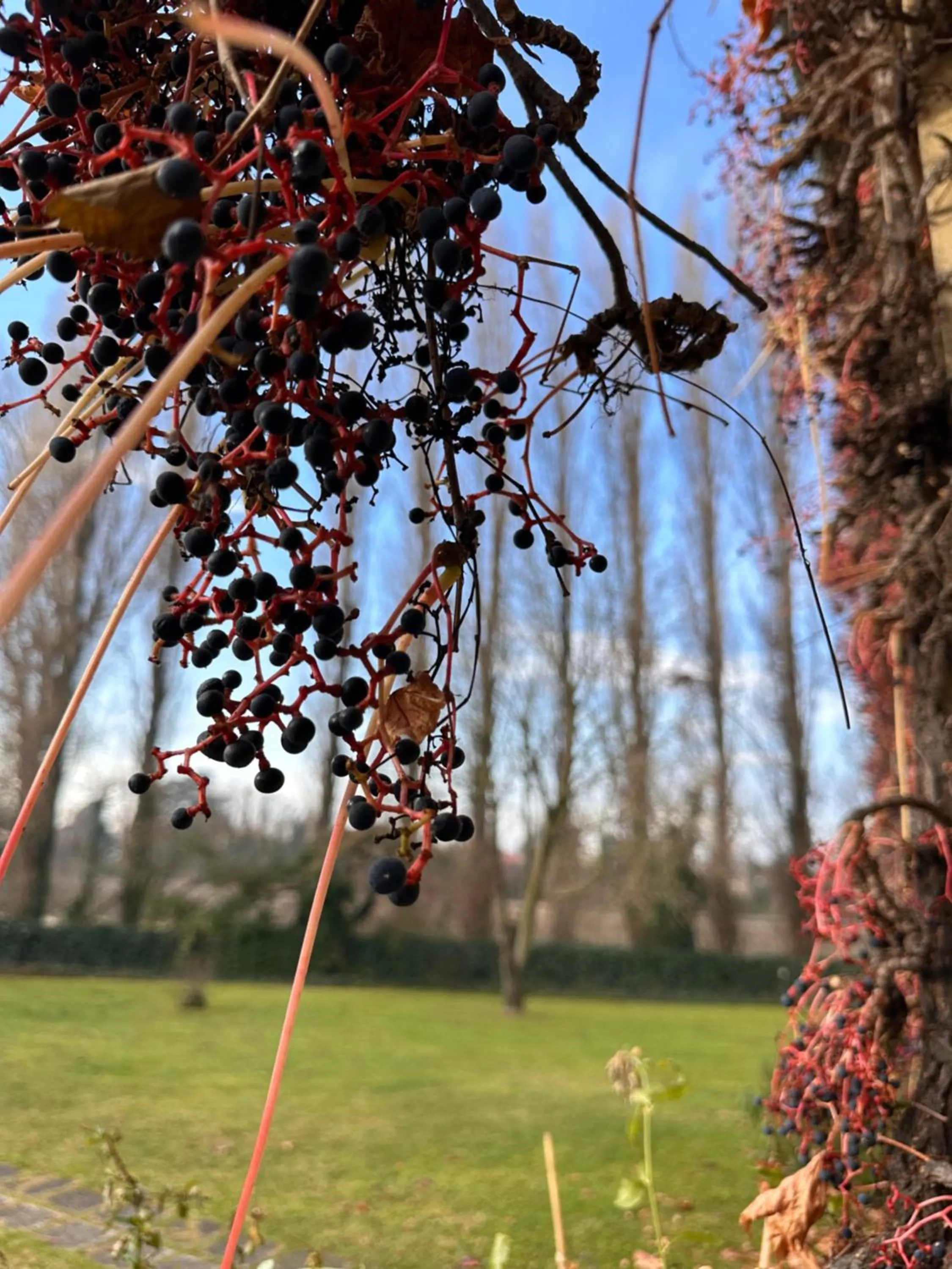 Garden in B&B Villa Gradenigo