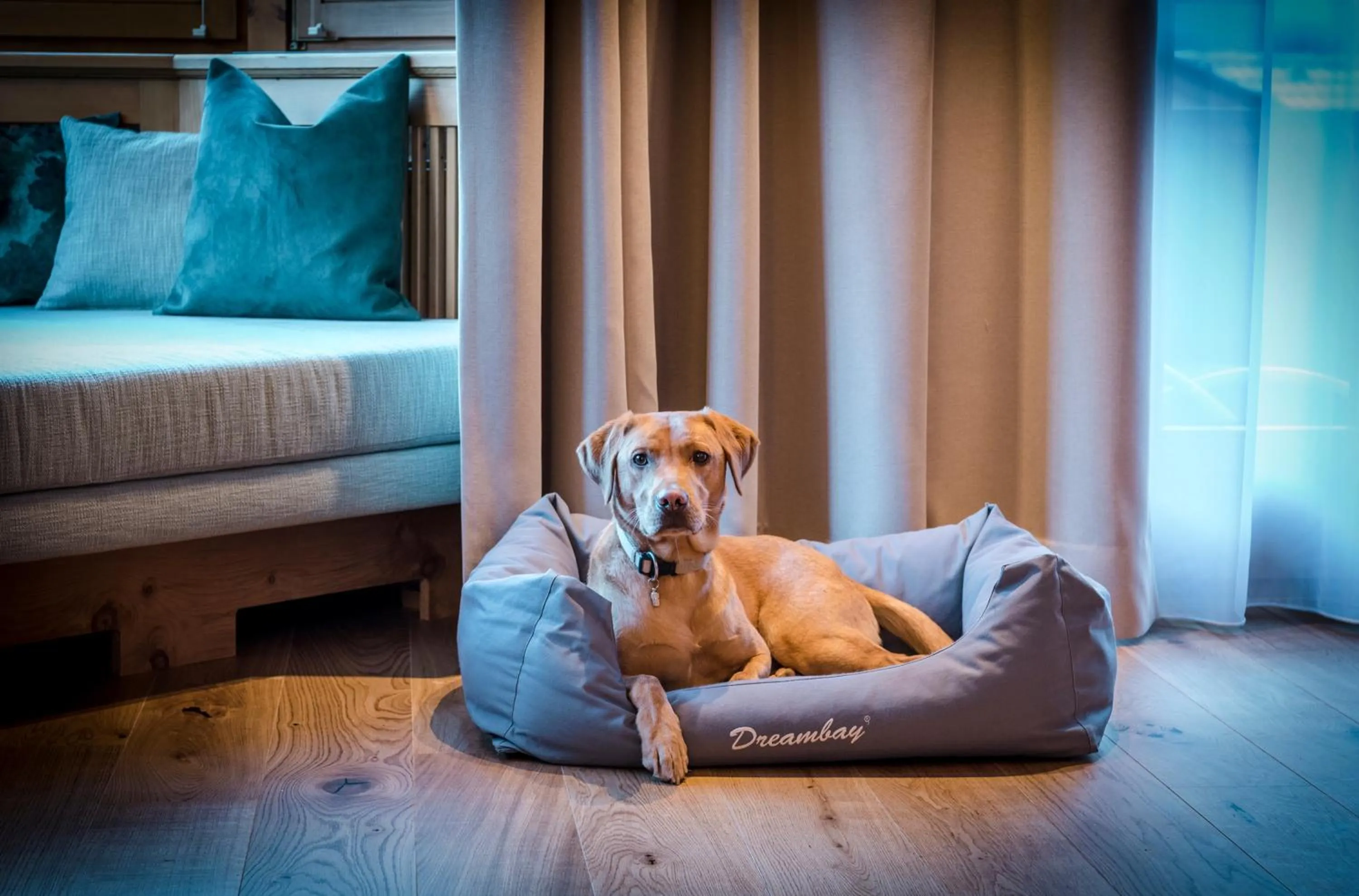 Pets, Bed in Hotel zur Pfeffermühle