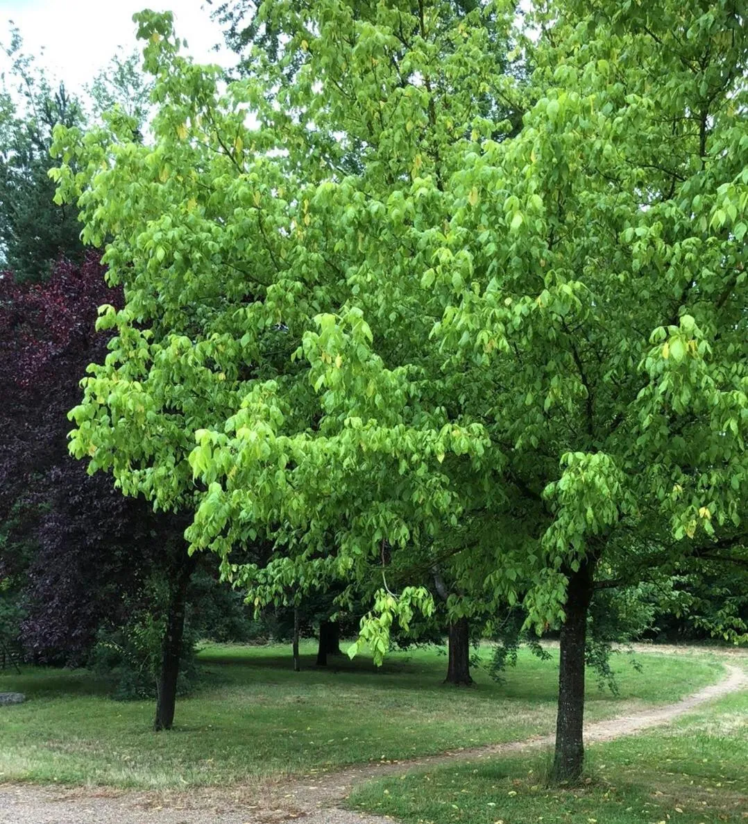 Garden in Le Charollais Motel Contact-Hôtel