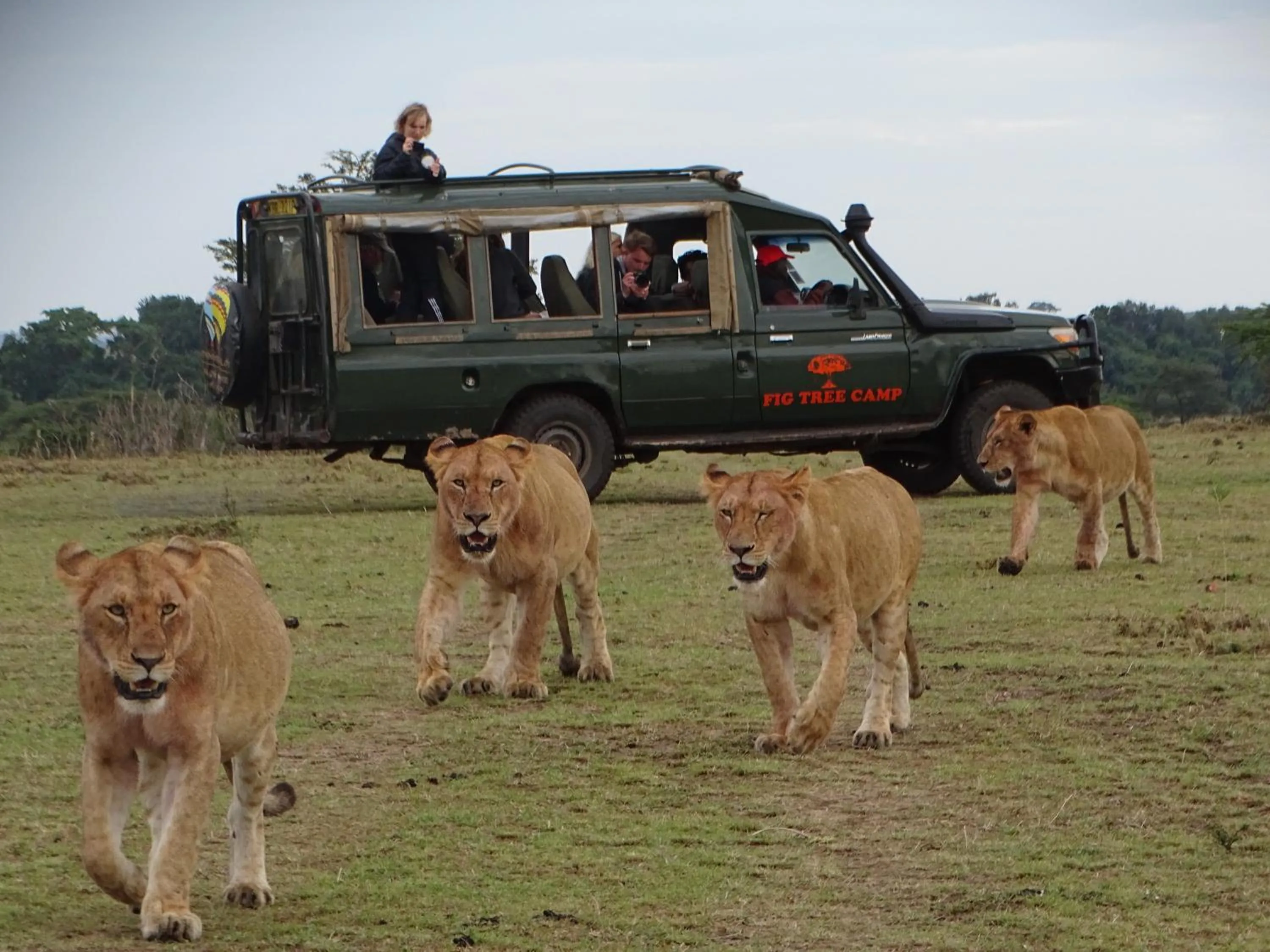 Activities in Fig Tree Camp - Maasai Mara