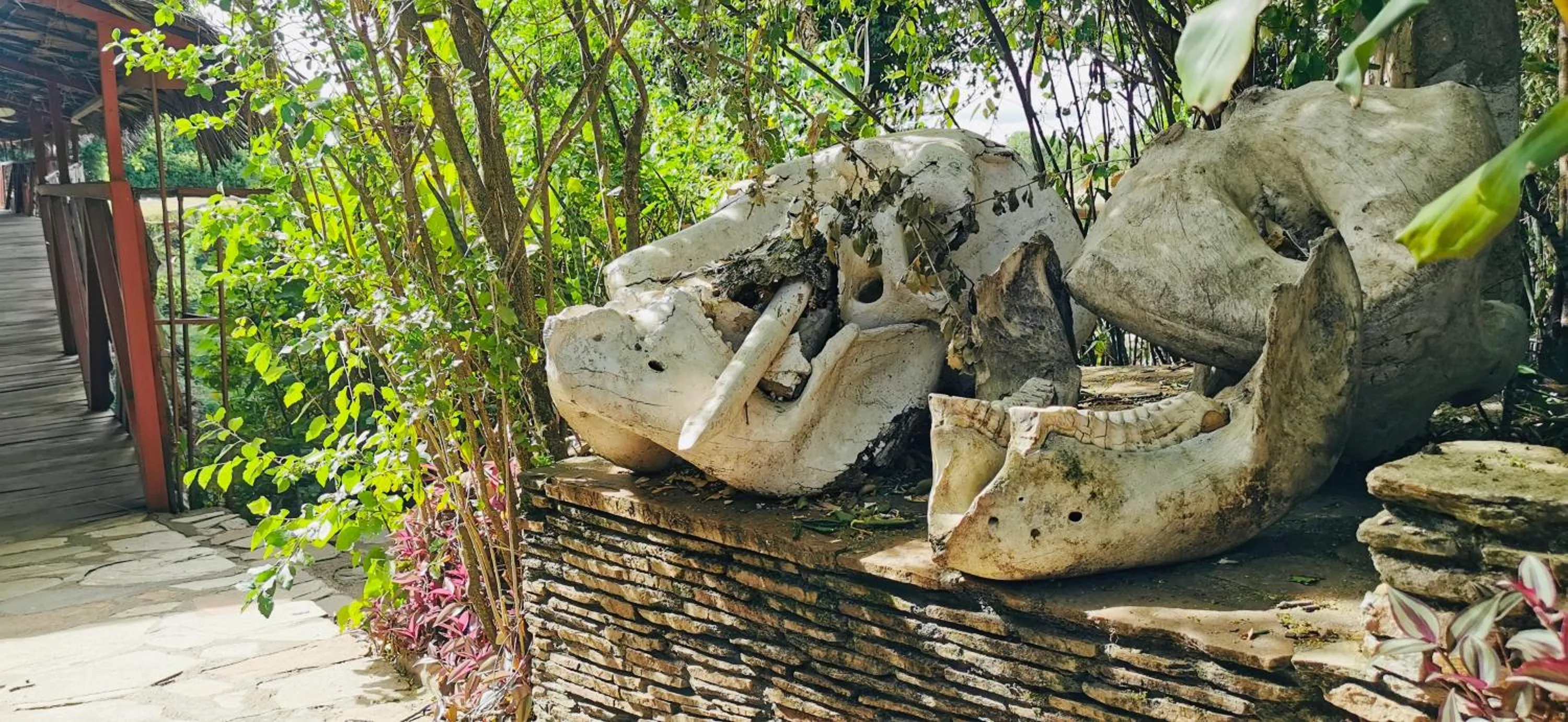 Other in Fig Tree Camp - Maasai Mara