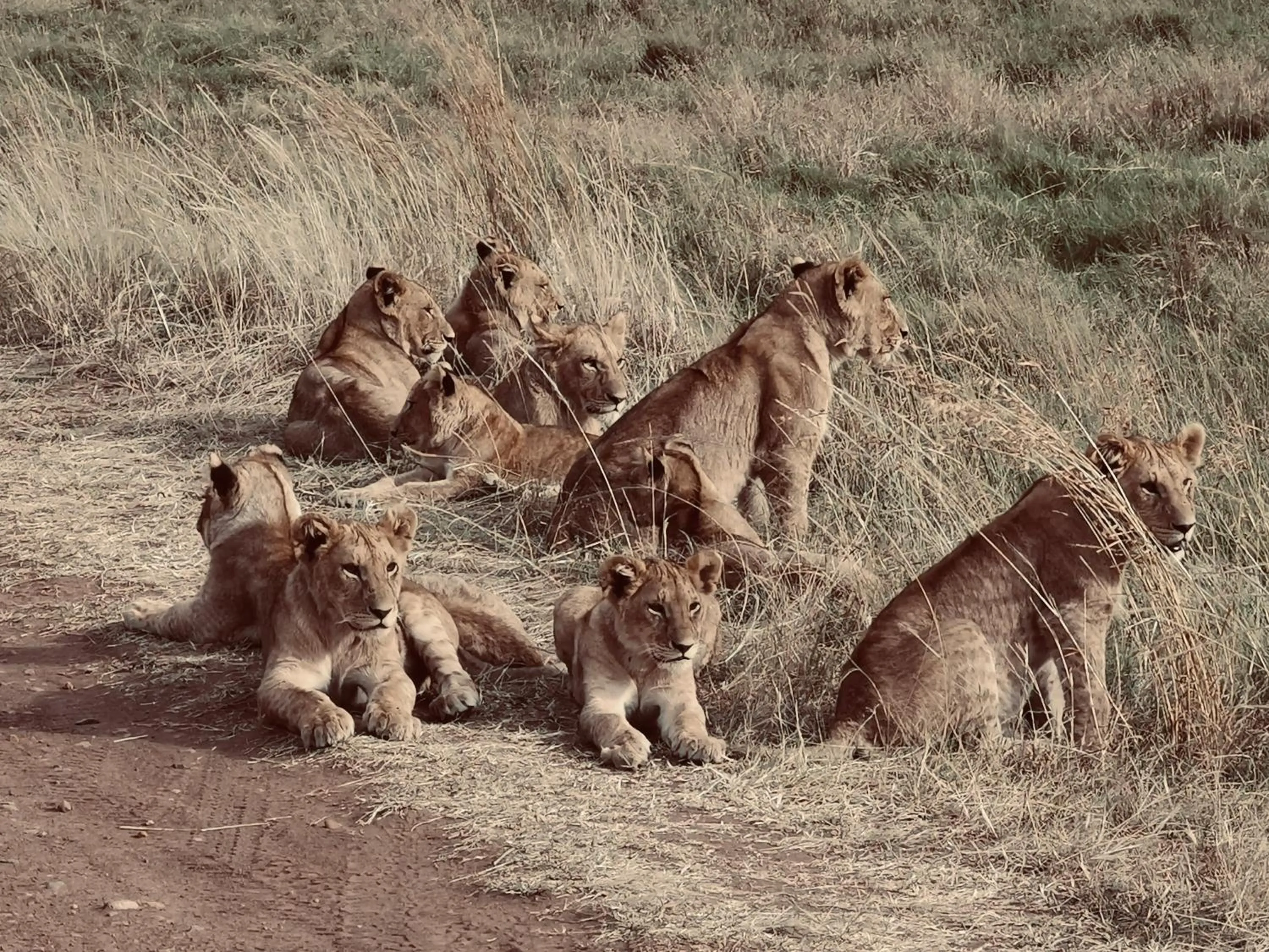 Activities in Fig Tree Camp - Maasai Mara