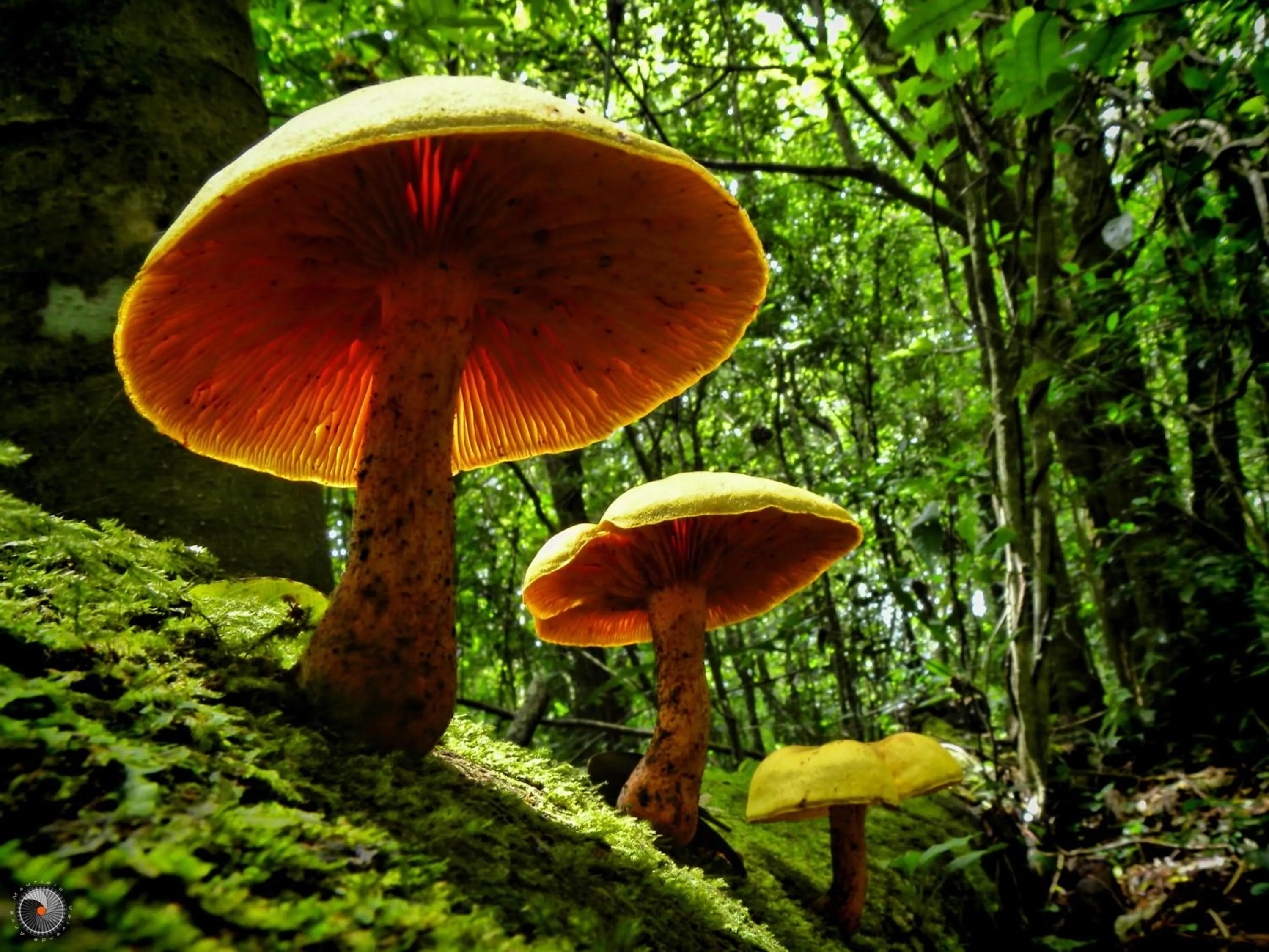 Garden in Valle Escondido Nature Reserve Hotel & Farm