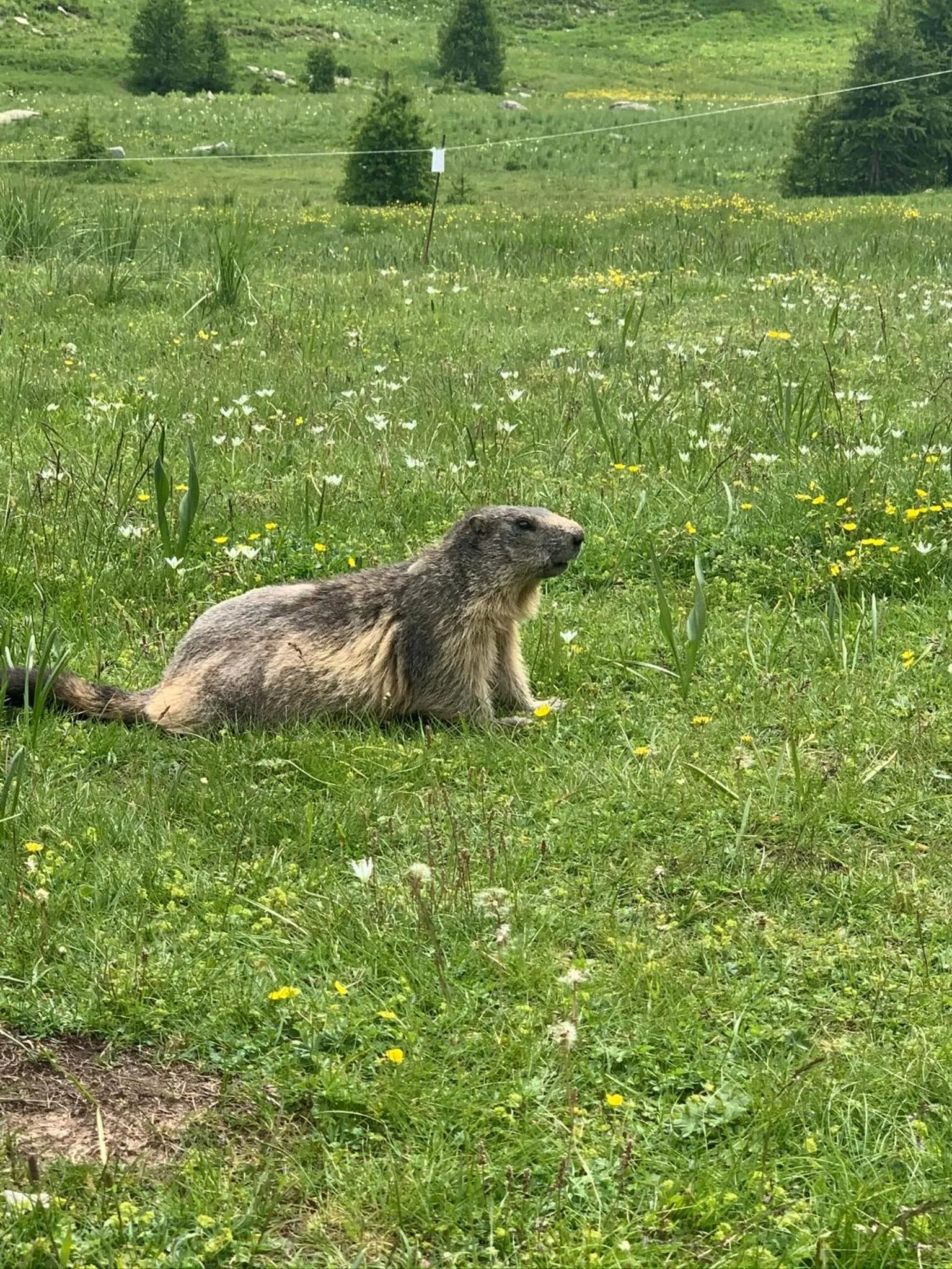 Animals in Hôtel l'Équipe