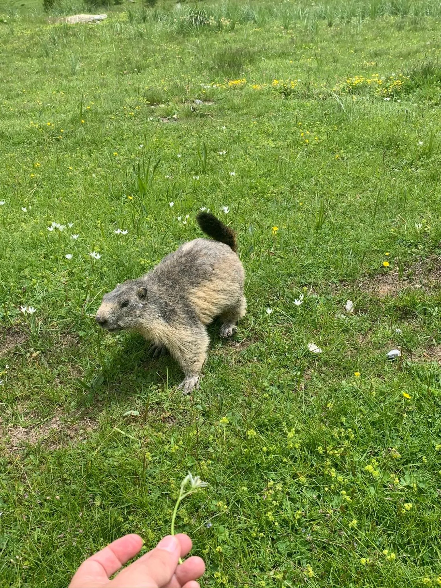 Animals in Hôtel l'Équipe