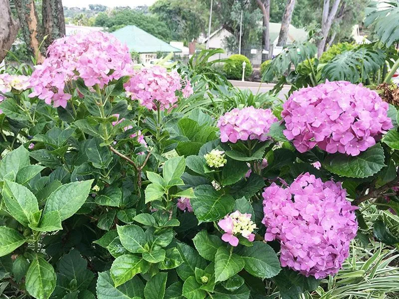 Garden in Peaches & Cream Bed & Breakfast