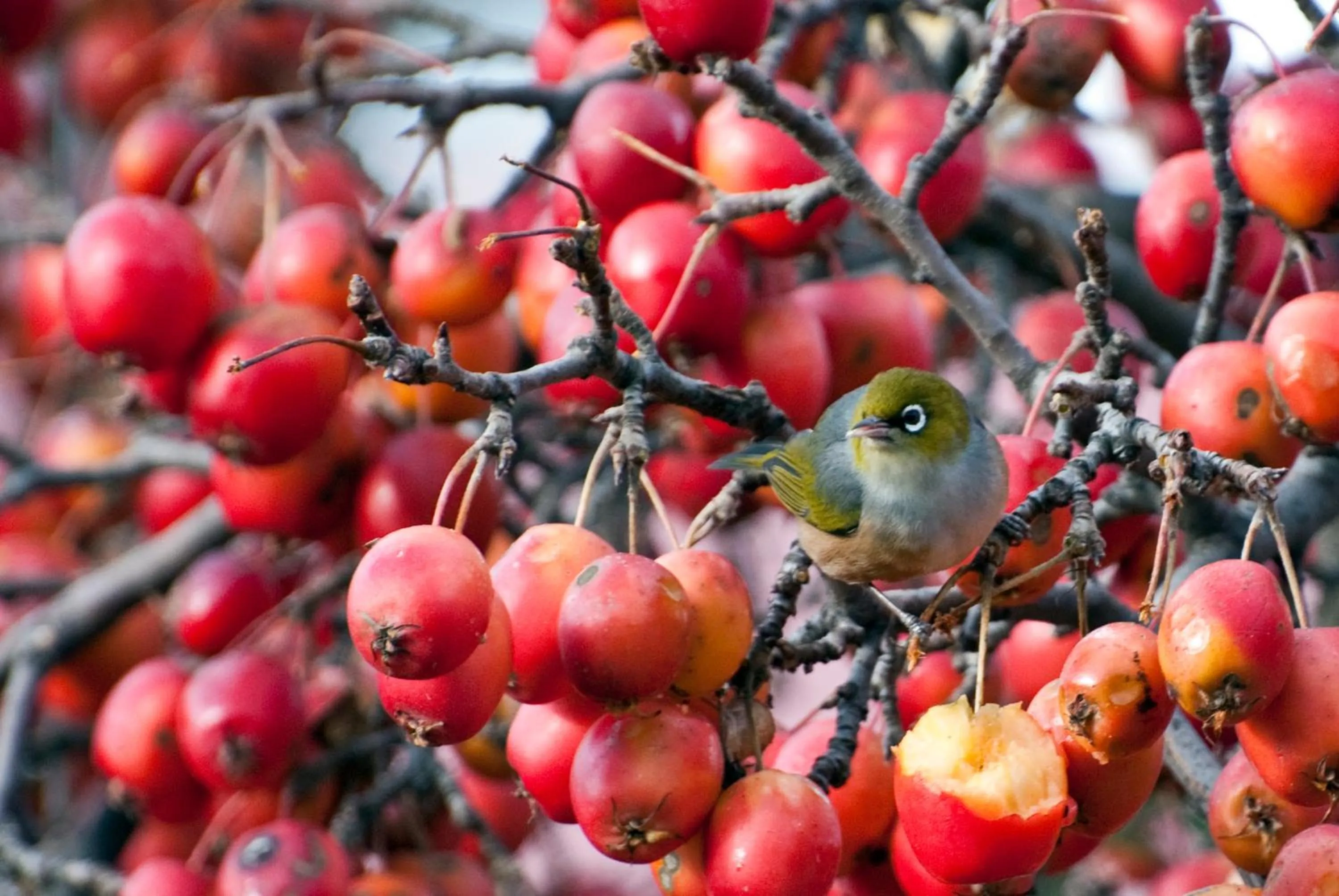 Animals in Archway Motels & Chalets