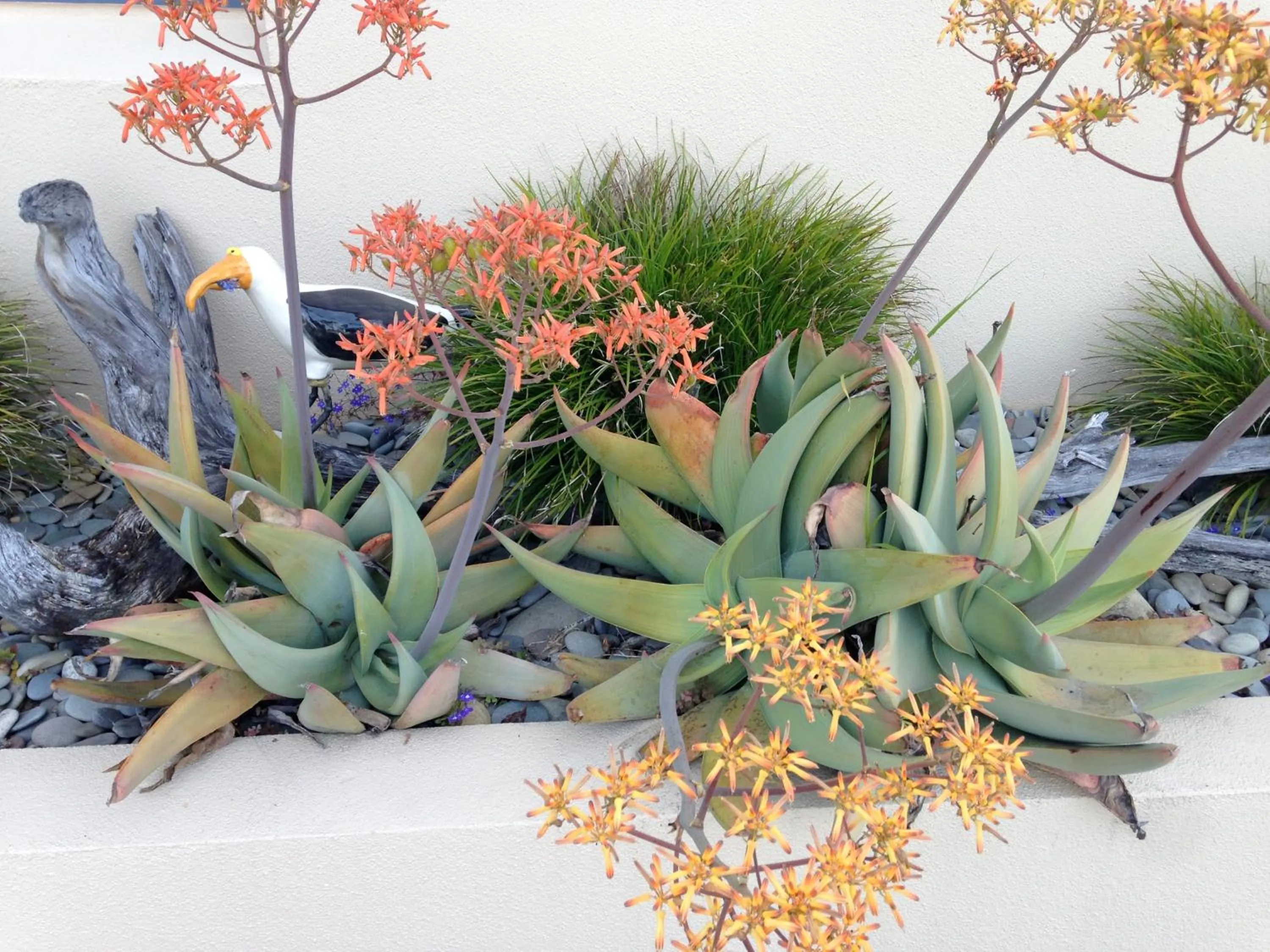 Garden in Avalon Manor Motel