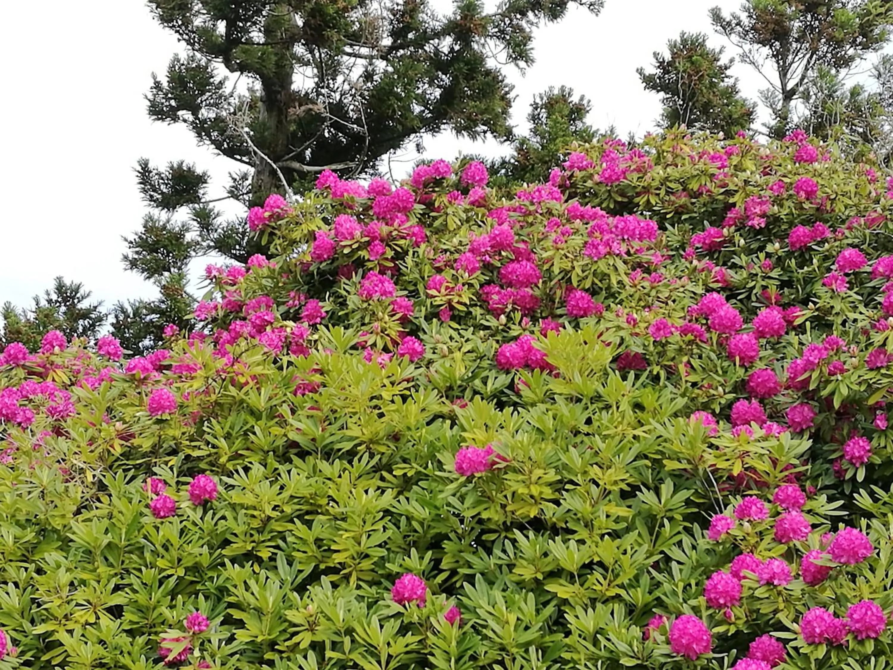 Garden in Awatuna Homestead