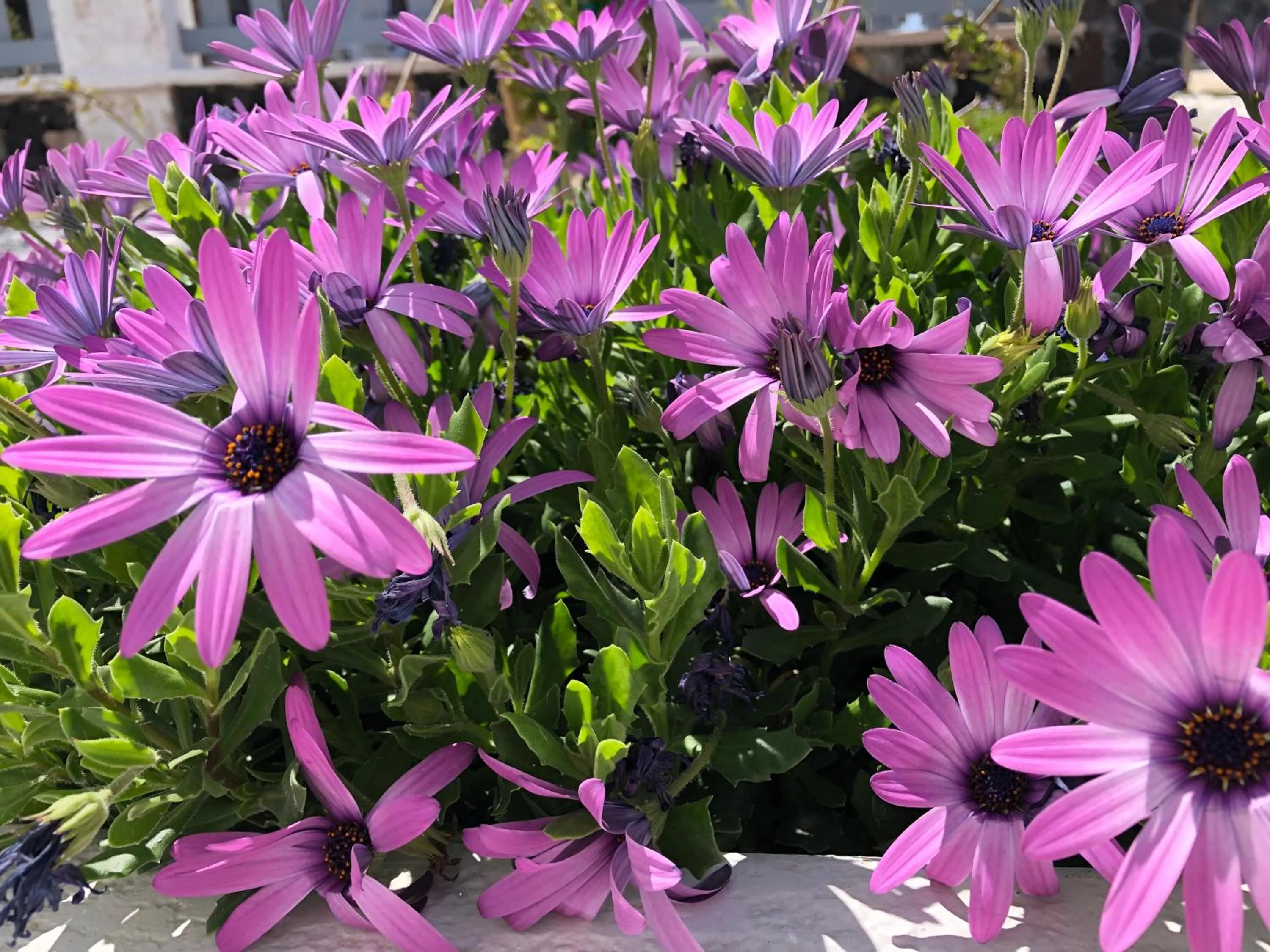 Black Coast Santorini