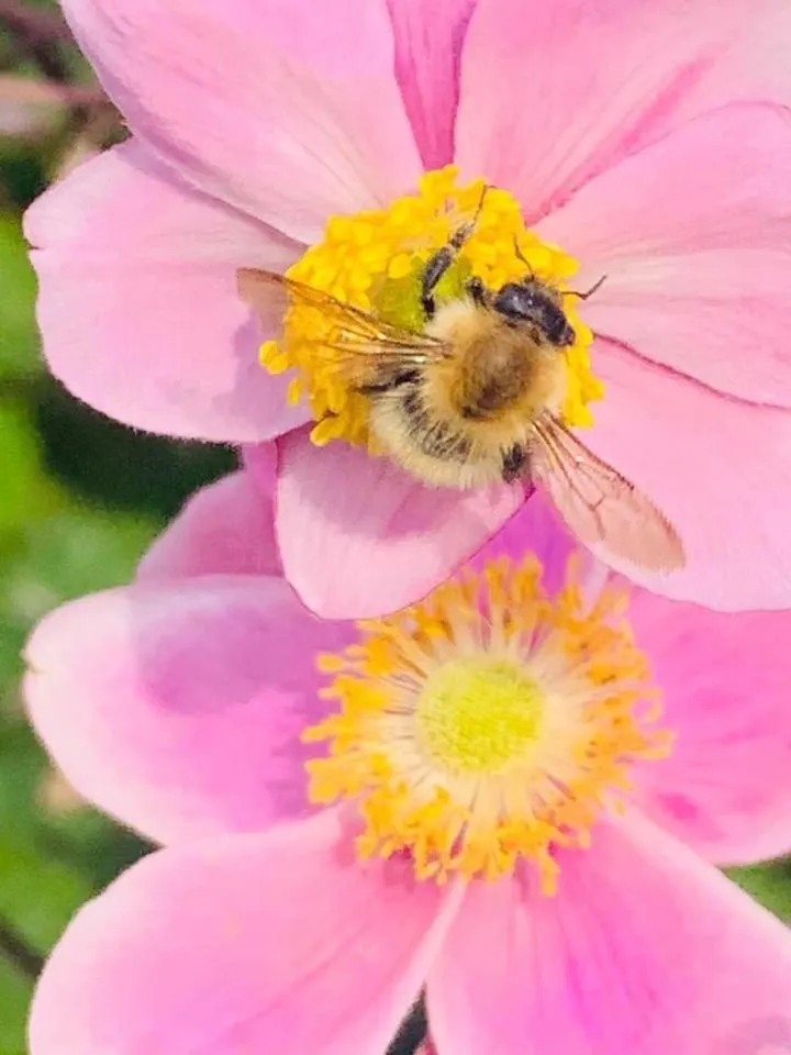 Torrs Warren Country House Hotel