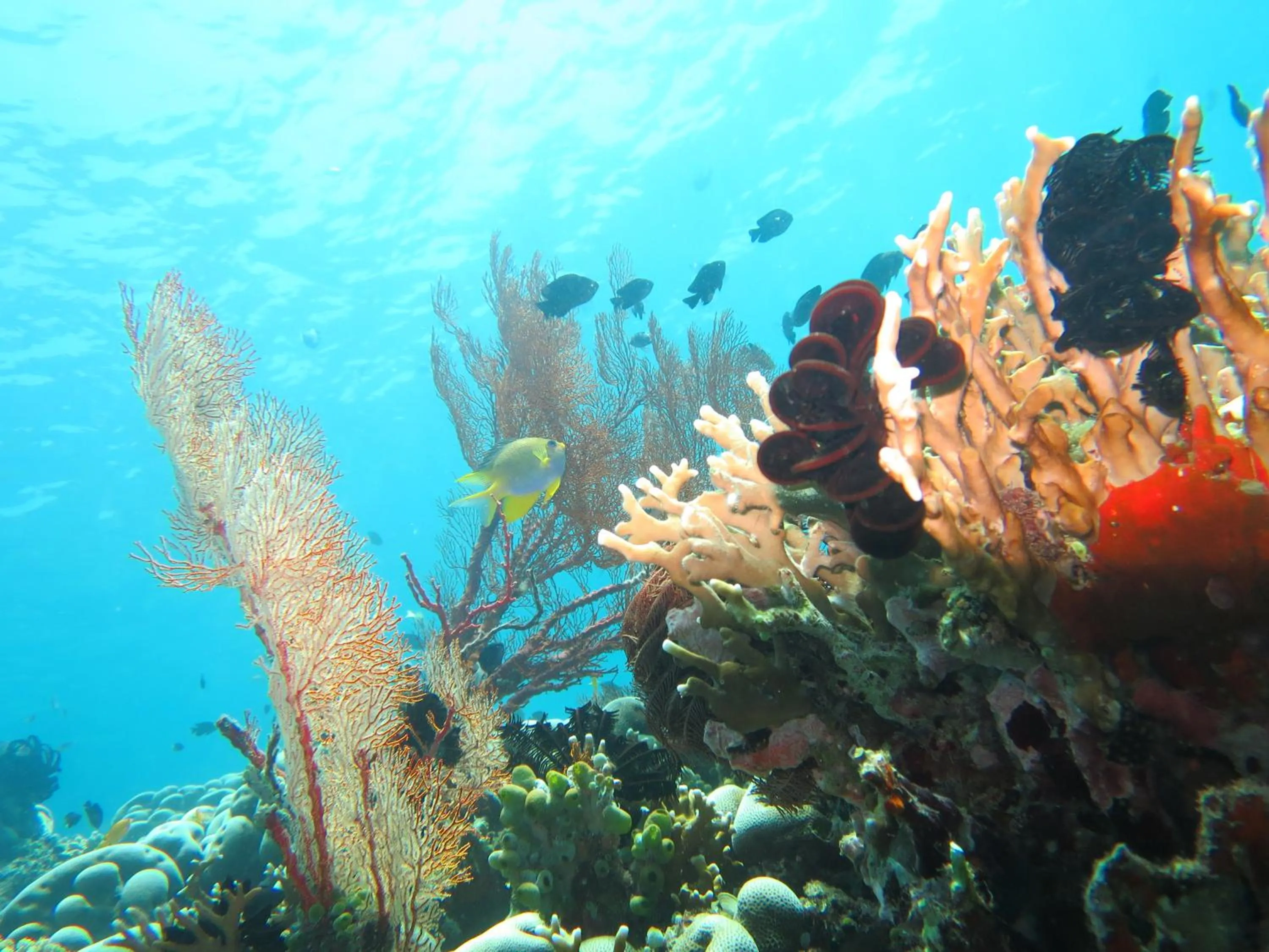 Diving in Adi Assri Beach Resorts And Spa Pemuteran