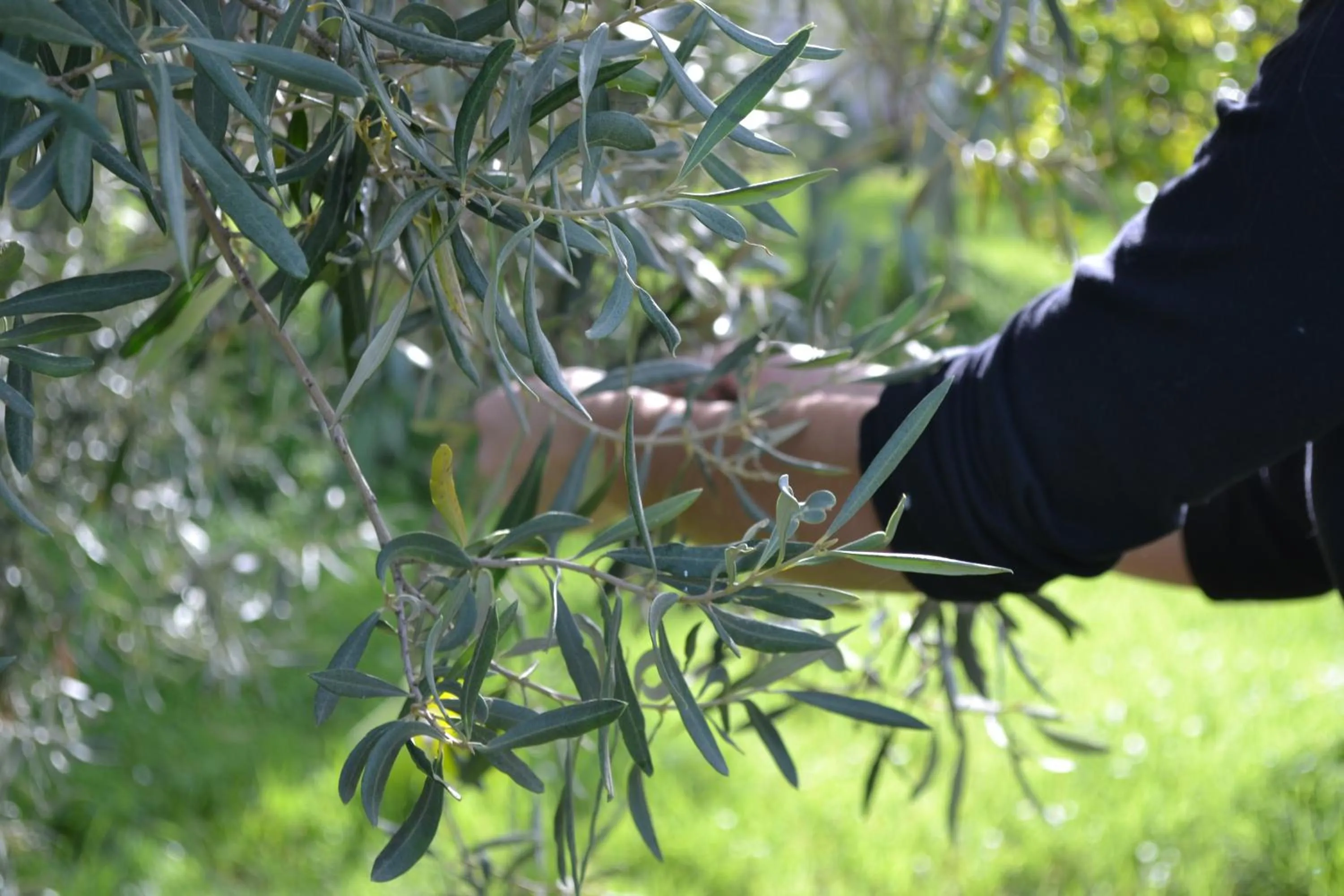 Garden in Villa Ambra B&B