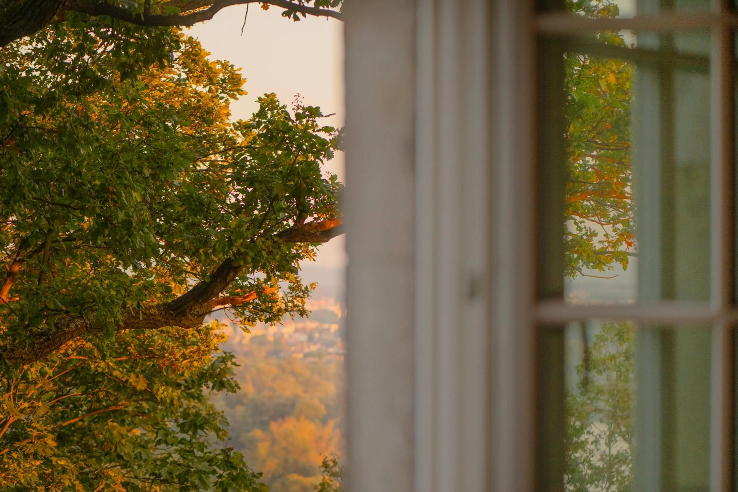 View (from property/room) in Forest Hotel