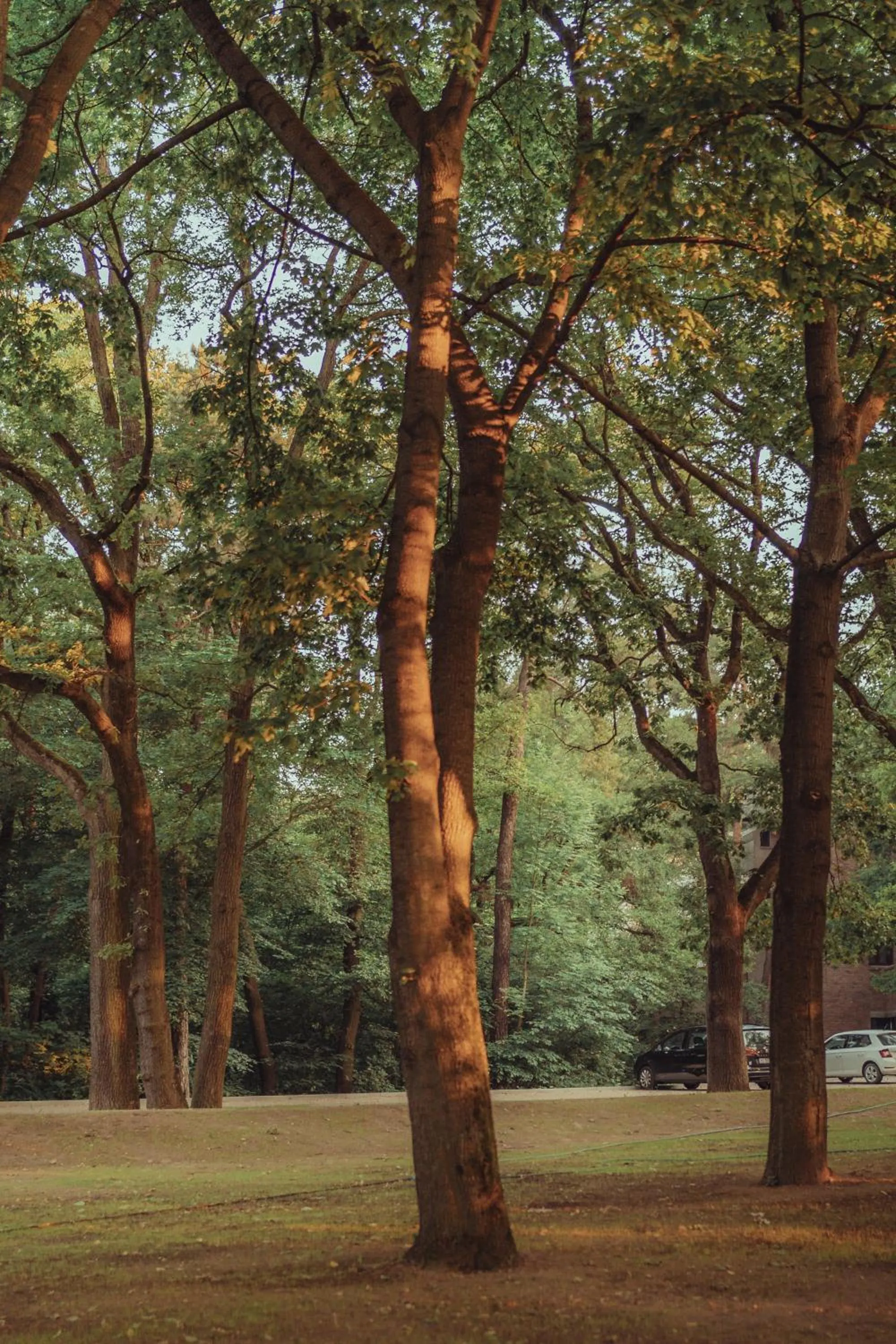 Other in Forest Hotel