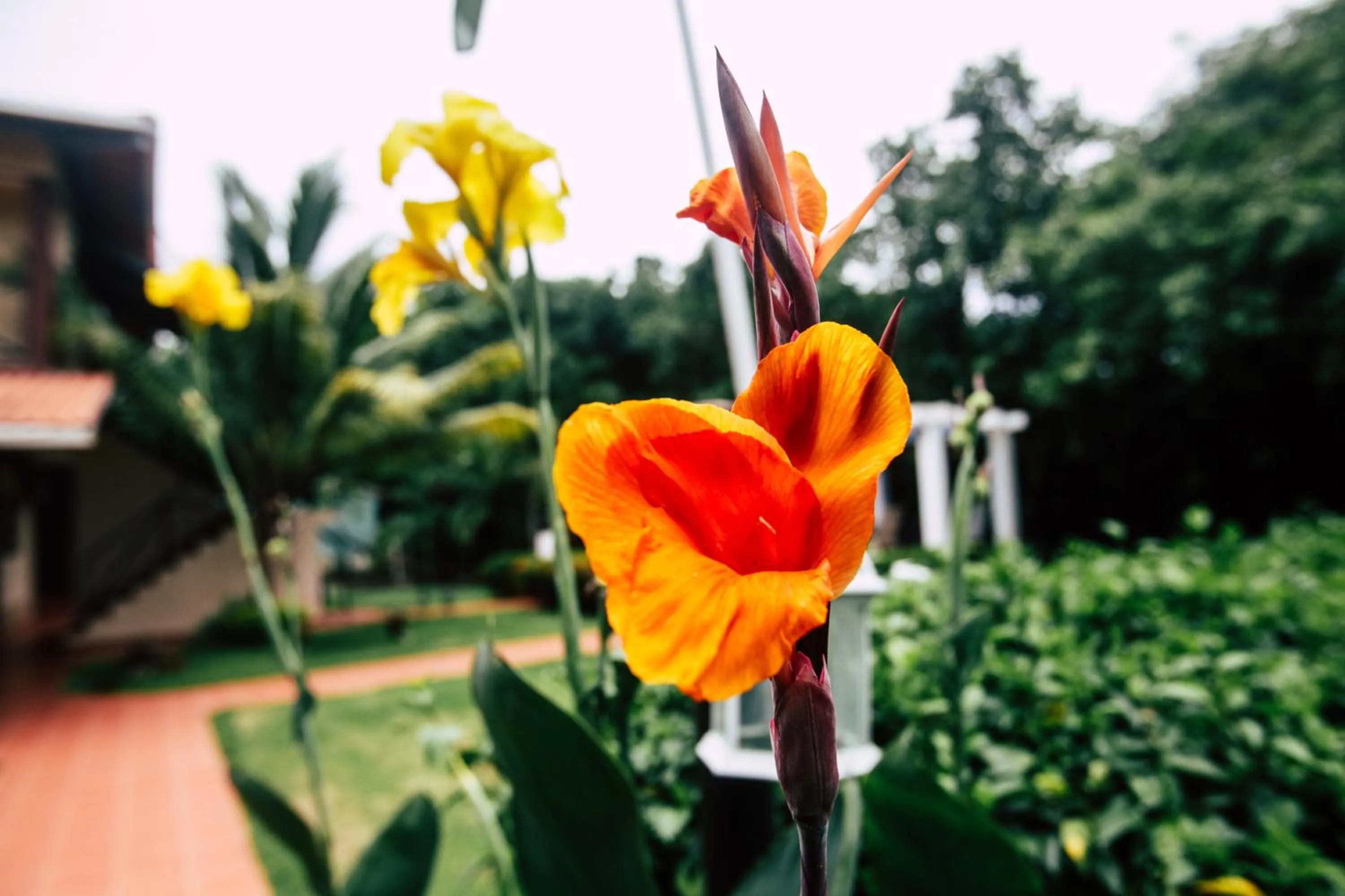 Patio in Manglar Lodge