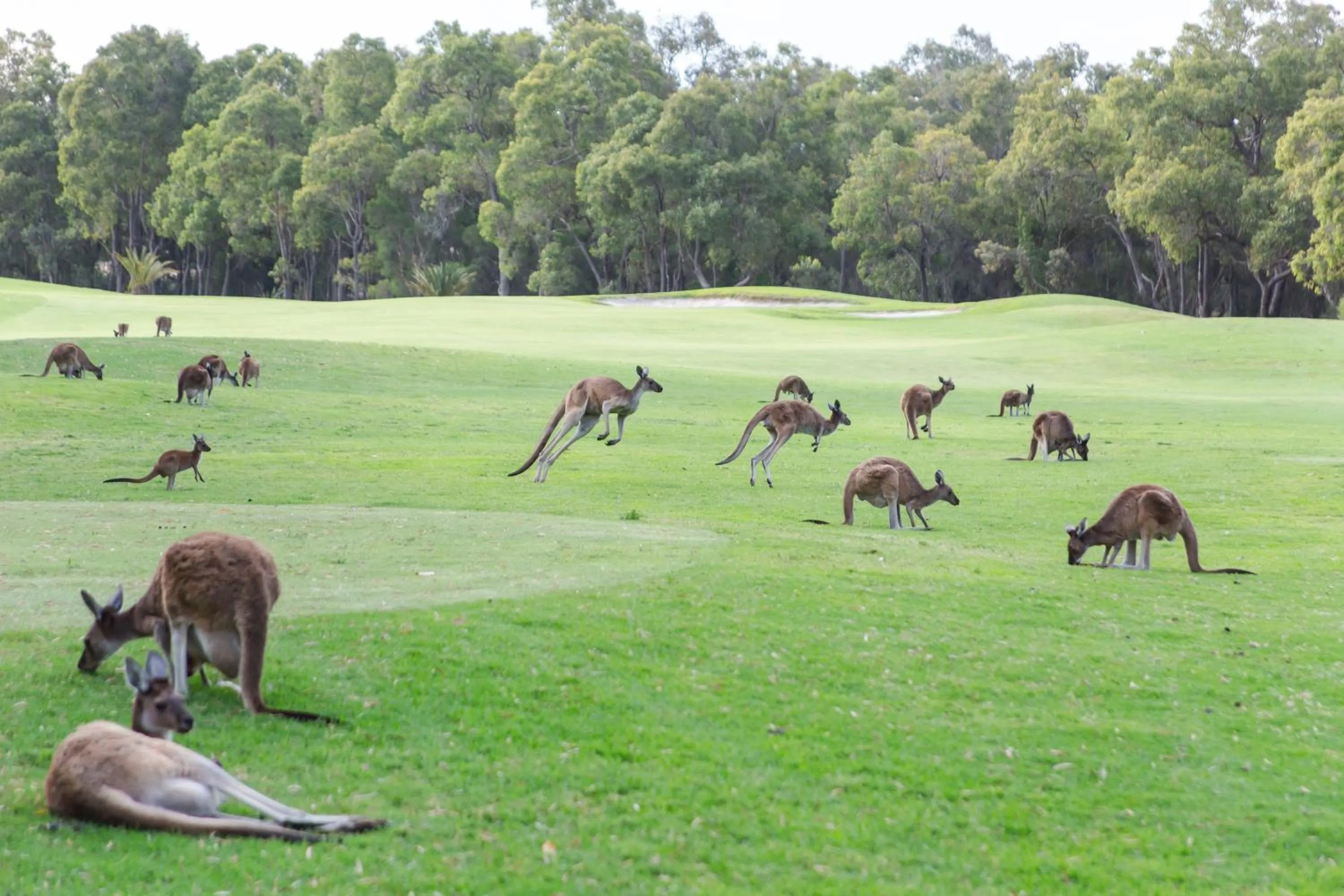 Novotel Vines Resort Swan Valley