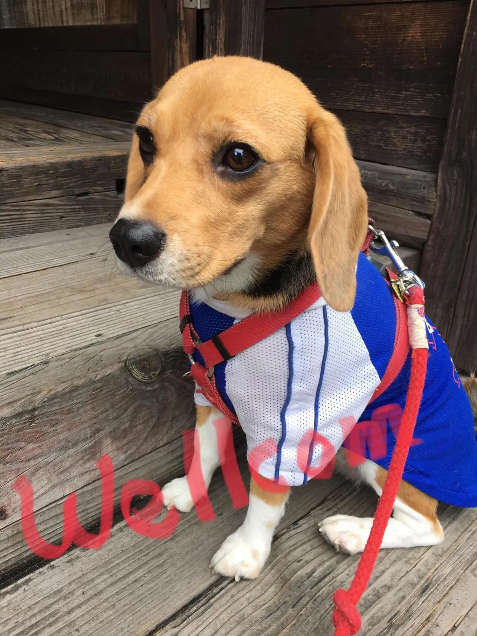 Pets in Ryokan Nakadaya